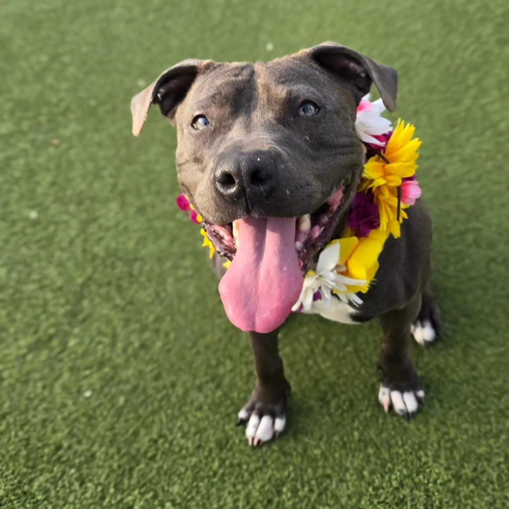 Enlarge Iris, a Adoptable mixed breed in North Syracuse, NY image 5/6