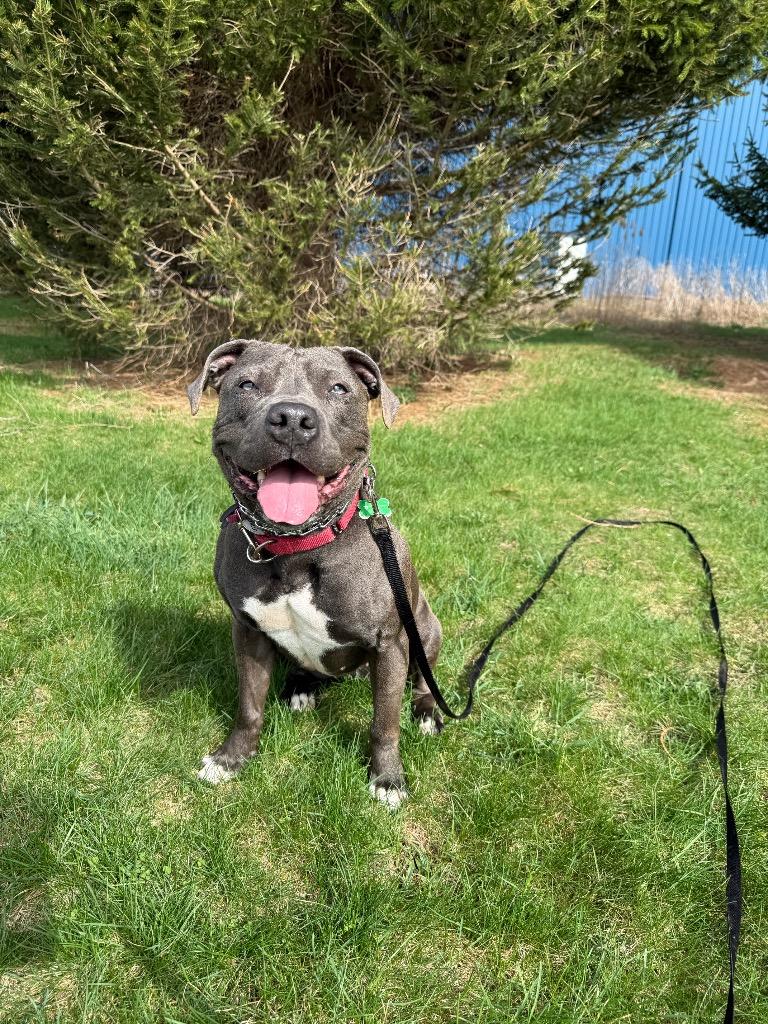 Enlarge Iris, a Adoptable mixed breed in North Syracuse, NY image 5/6