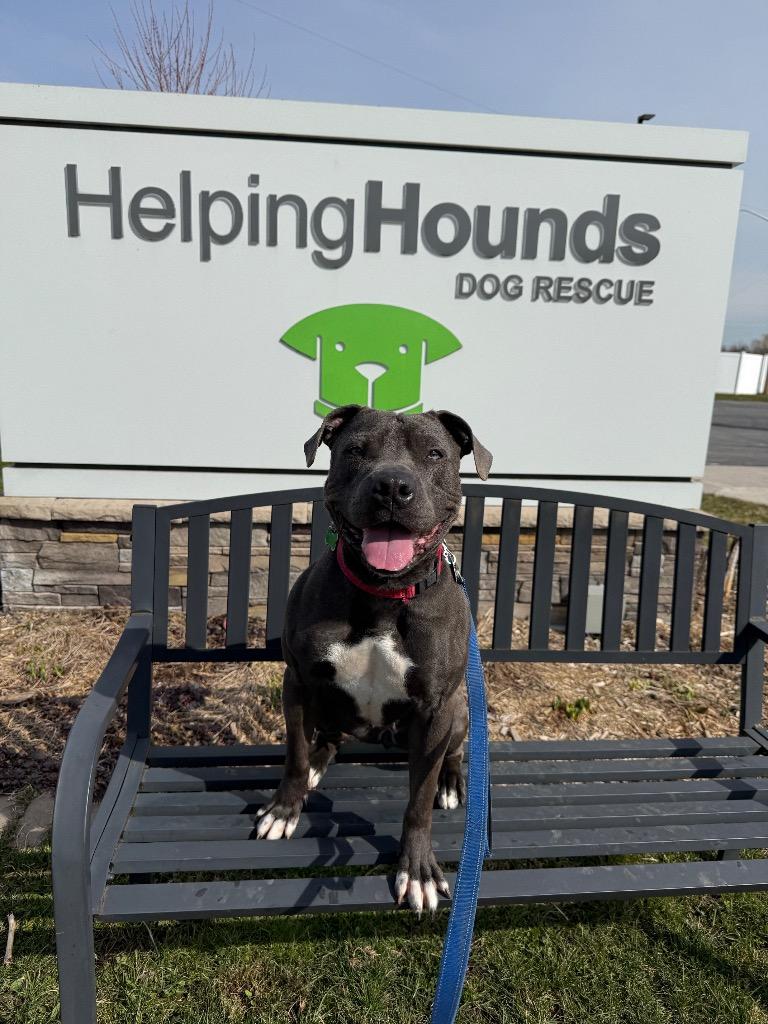 Enlarge Iris, a Adoptable mixed breed in North Syracuse, NY image 5/6