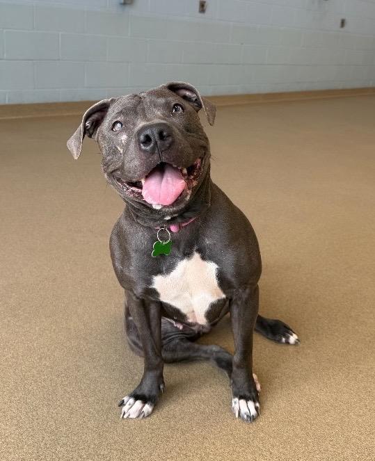 Enlarge Iris, a Adoptable mixed breed in North Syracuse, NY image 4/4