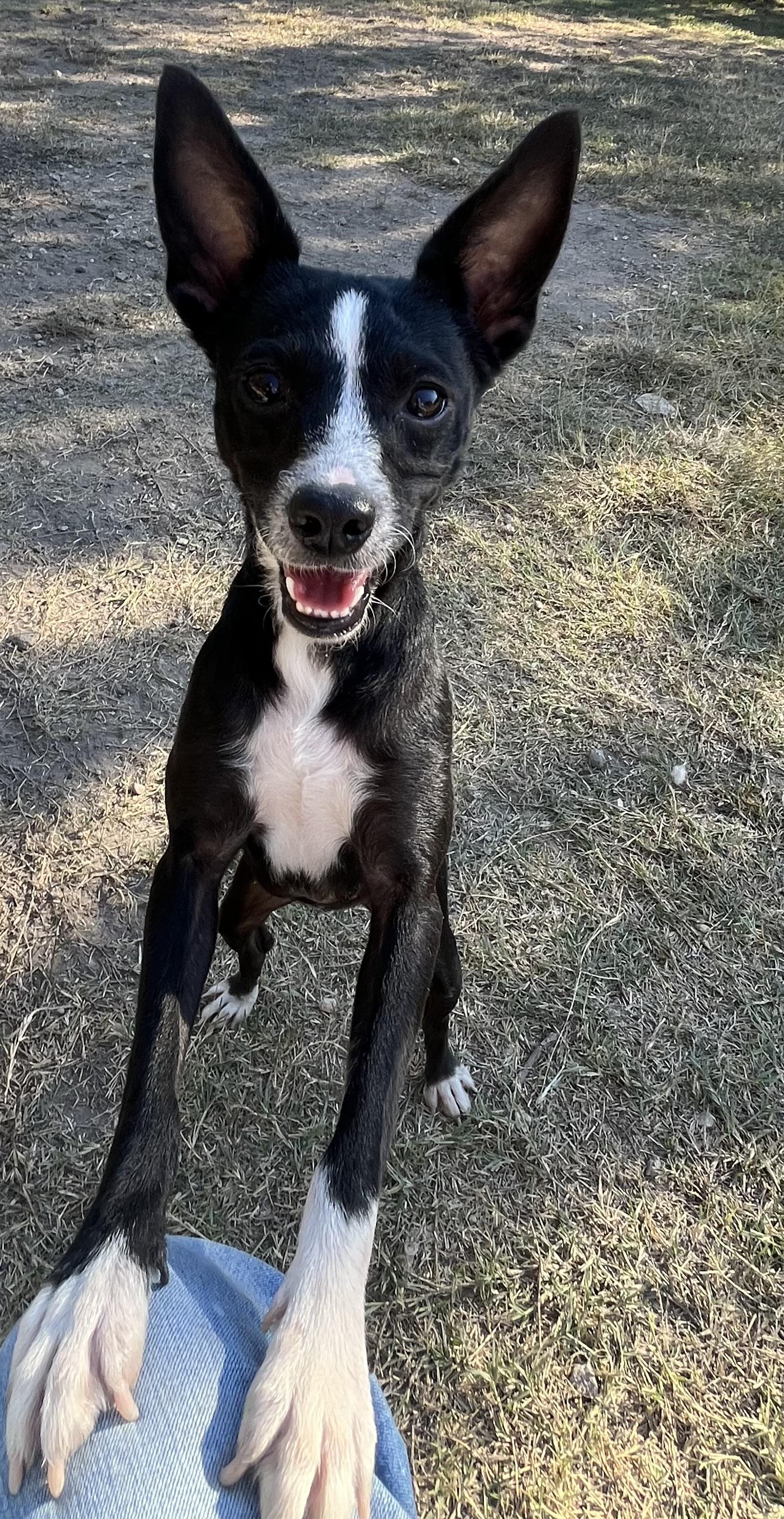 Petunia, Adoptable, Adult Female Chihuahua.