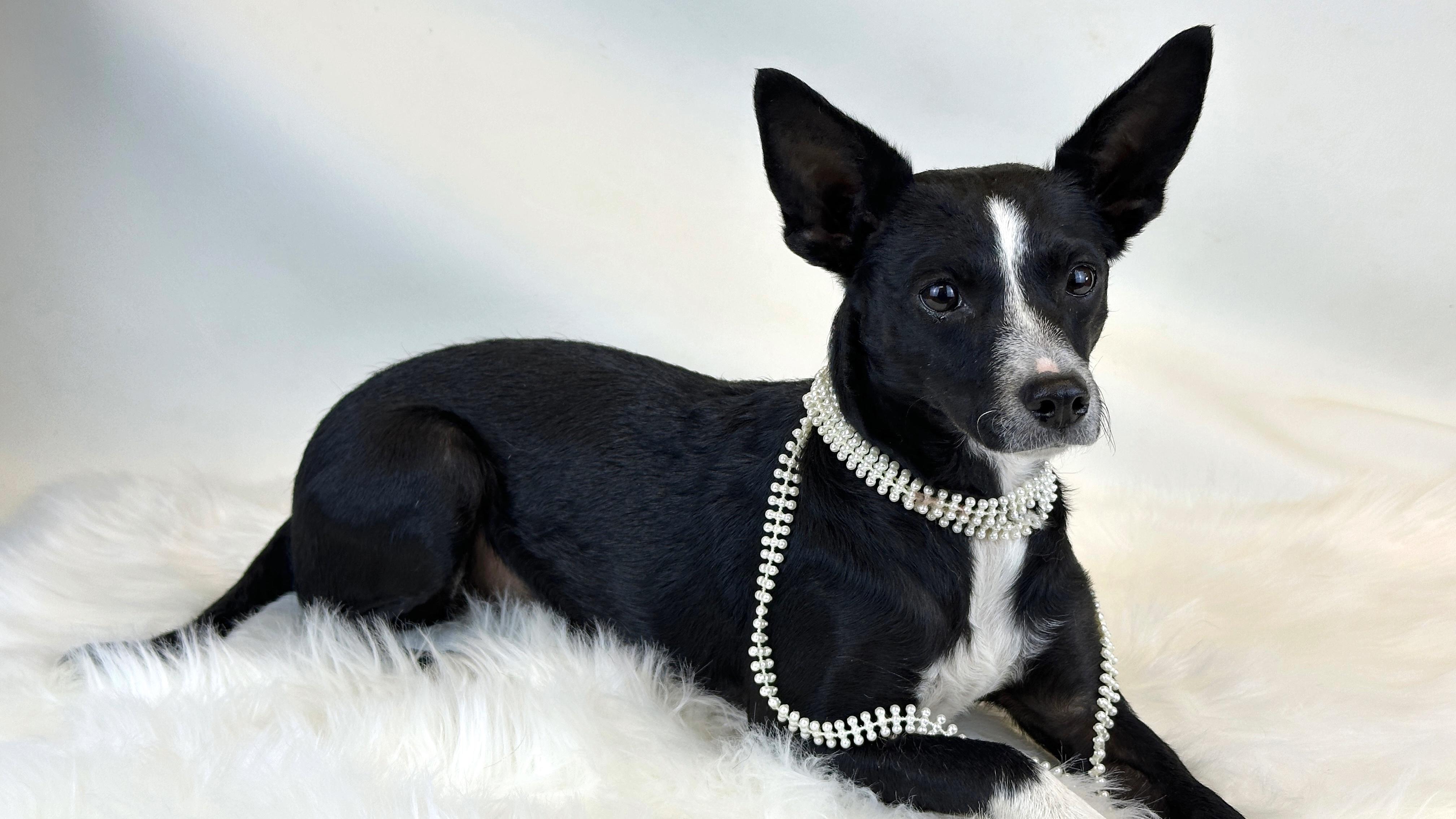 Petunia, Adoptable, Adult Female Chihuahua.