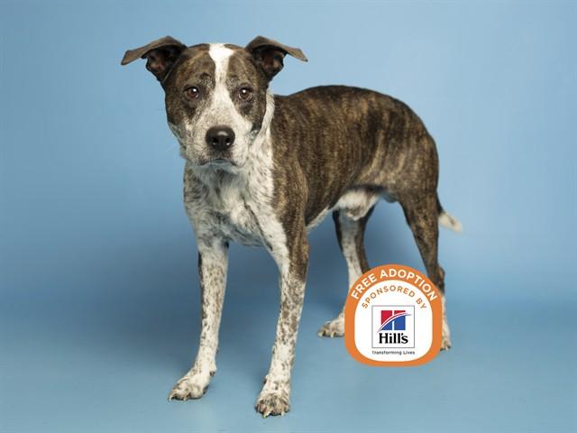 LOKI, Adoptable, Adult Male Australian Cattle Dog / Blue Heeler & Pit Bull Terrier.
