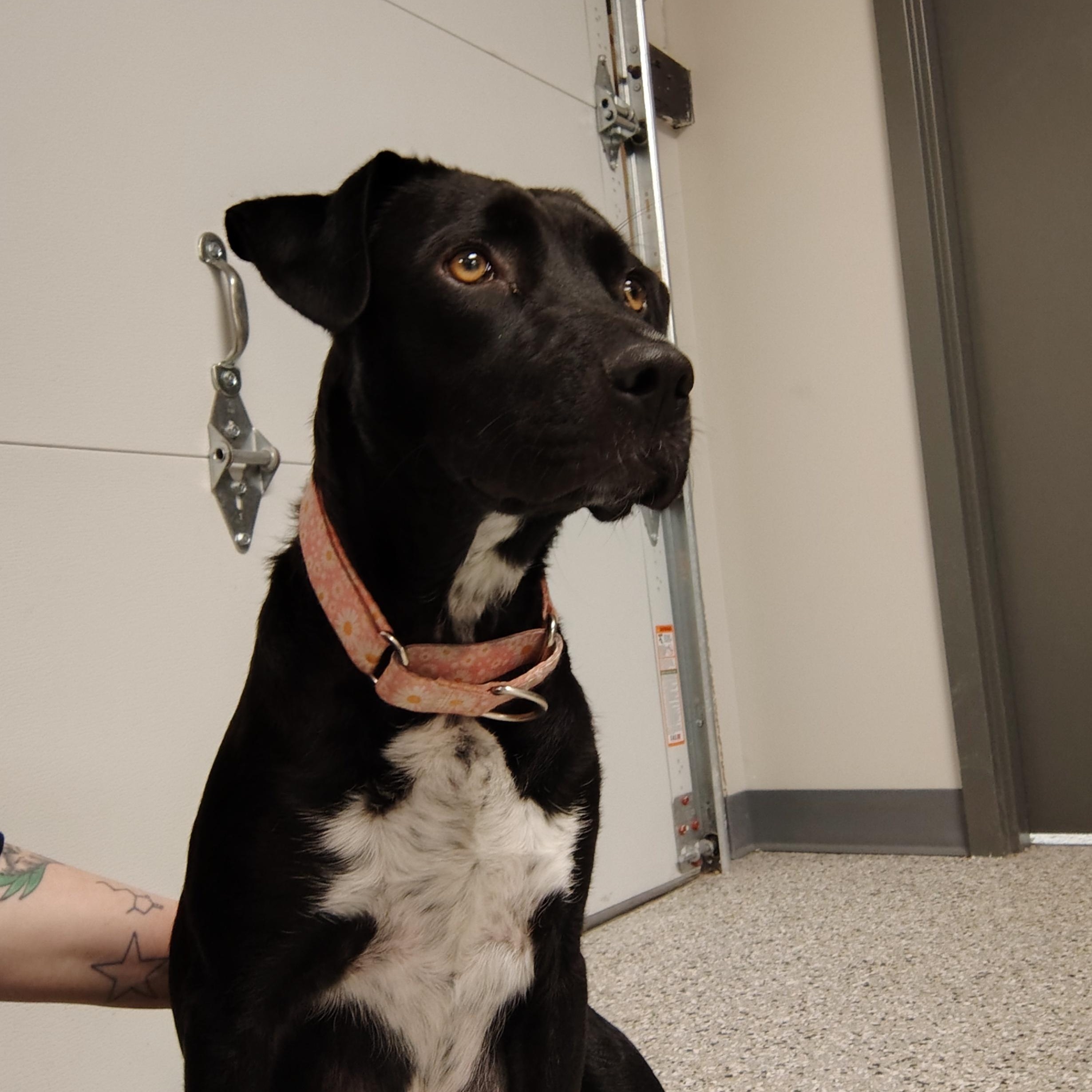 Mimi, ADOPTABLE, Adult Female Black Labrador Retriever.