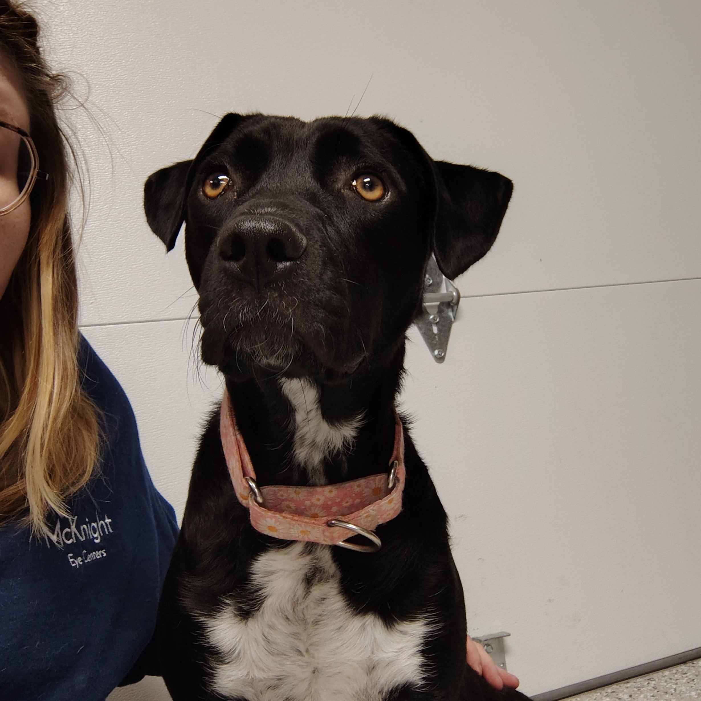 Enlarge Mimi, a ADOPTABLE mixed breed in Richmond, MO image 2/2