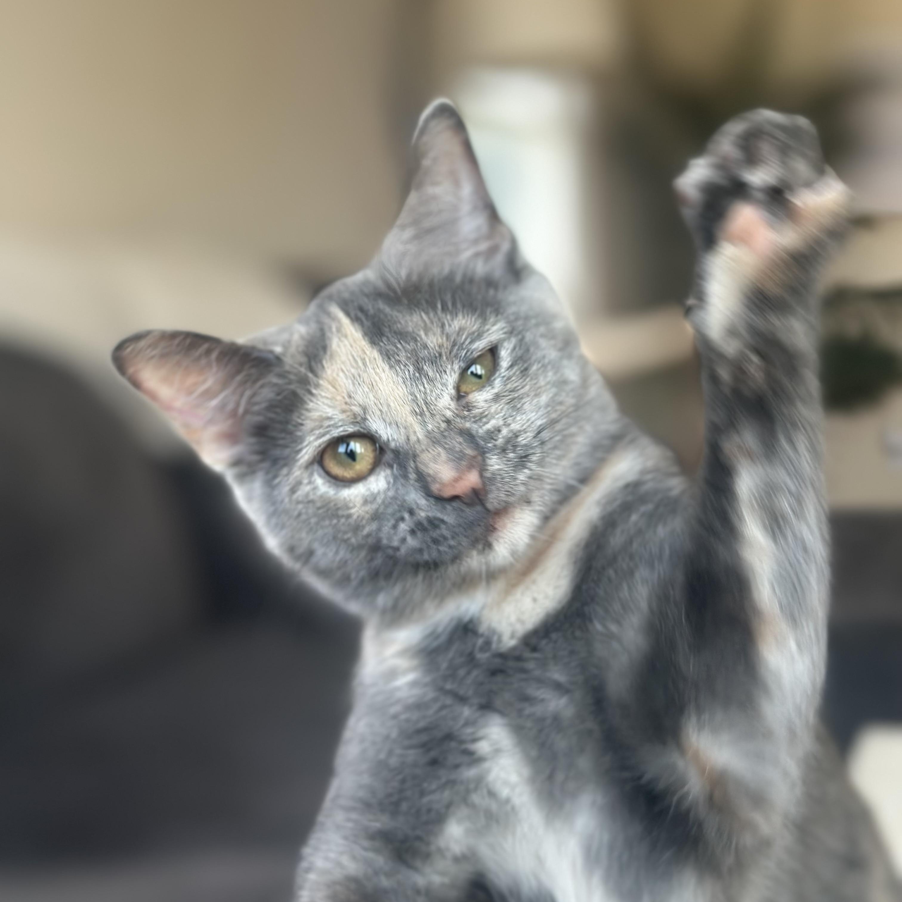 Enlarge Chanel, a Adoptable Domestic Short Hair in Lindenhurst, NY image 5/6
