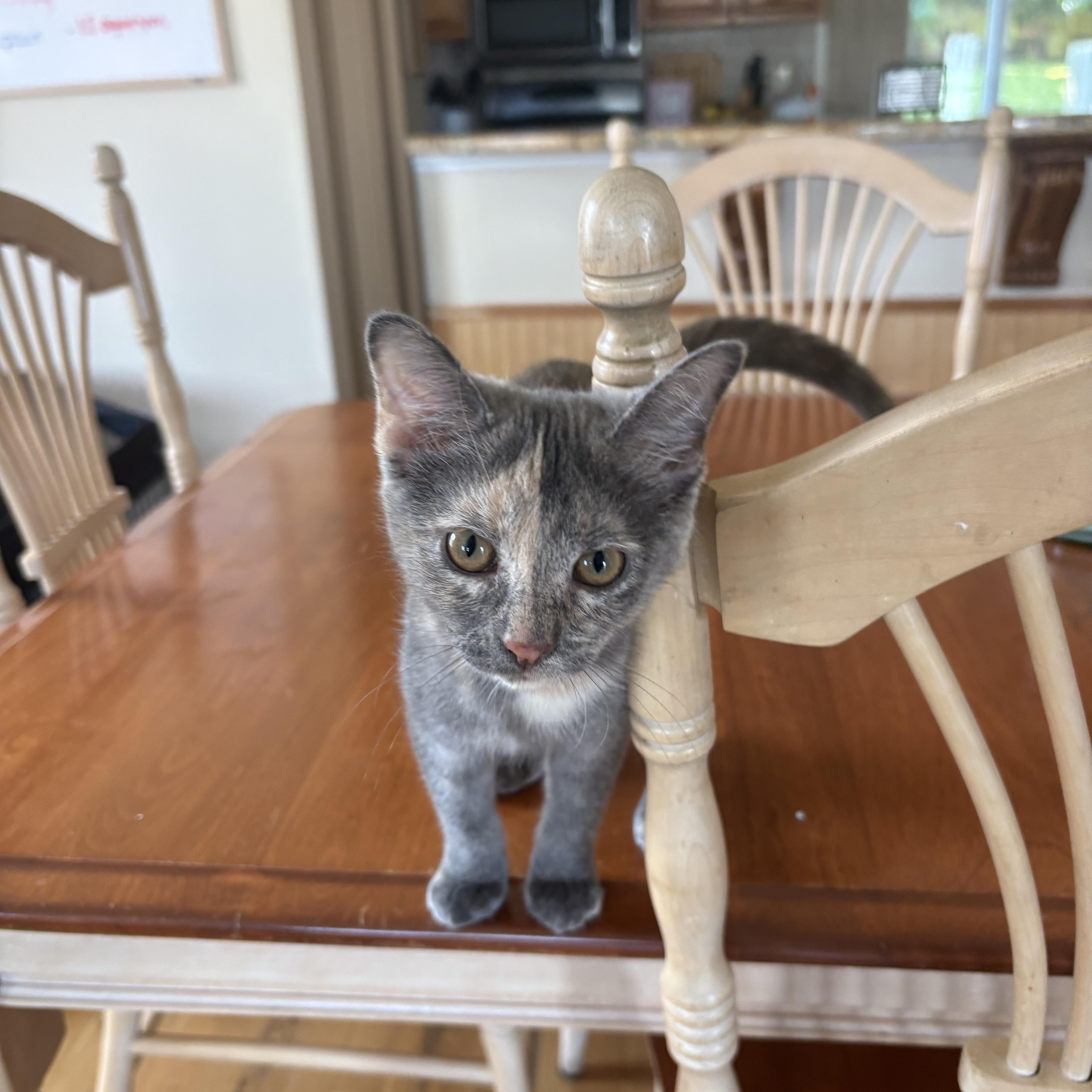 Enlarge Chanel, a Adoptable Domestic Short Hair in Lindenhurst, NY image 6/6
