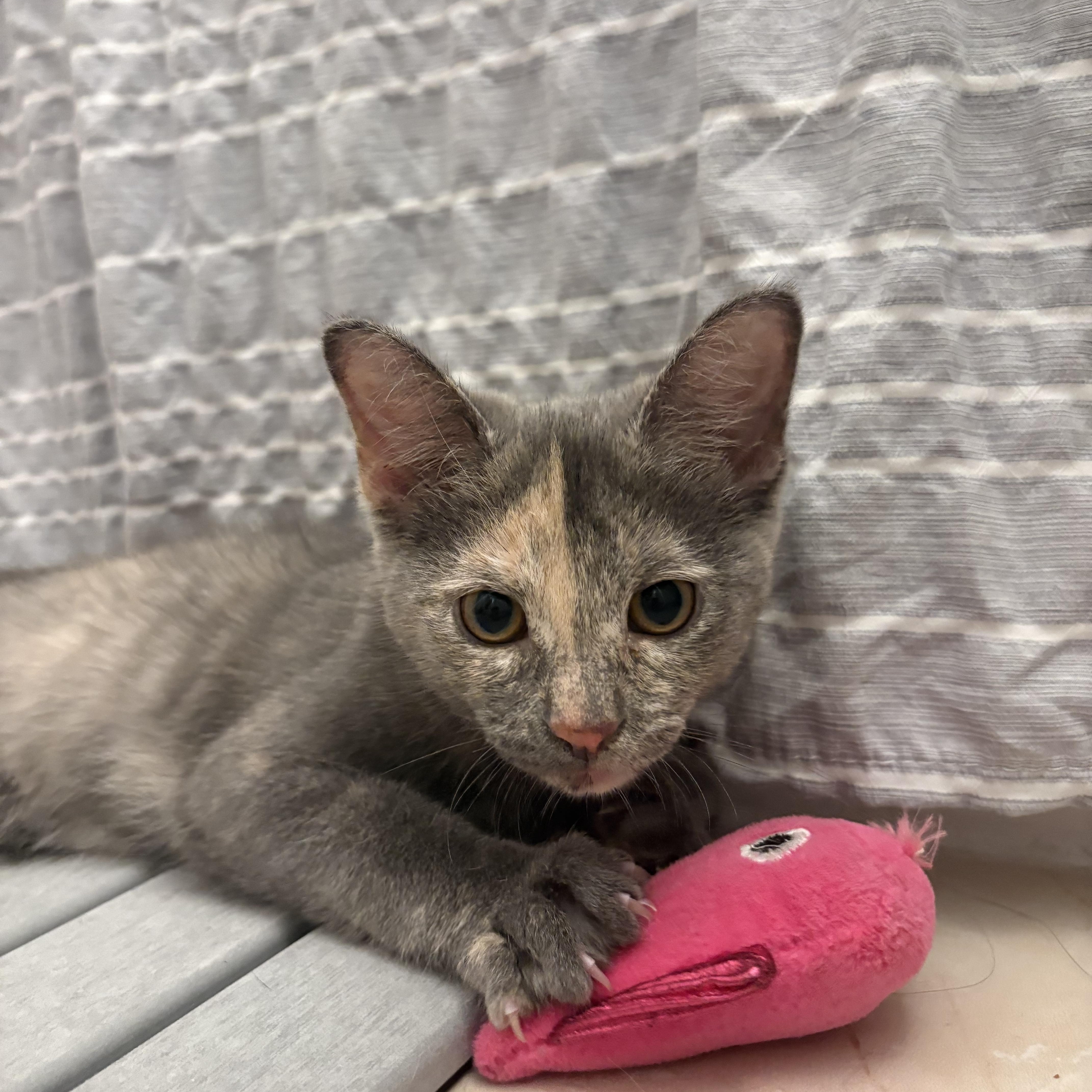Enlarge Chanel, a Adoptable Domestic Short Hair in Lindenhurst, NY image 4/6