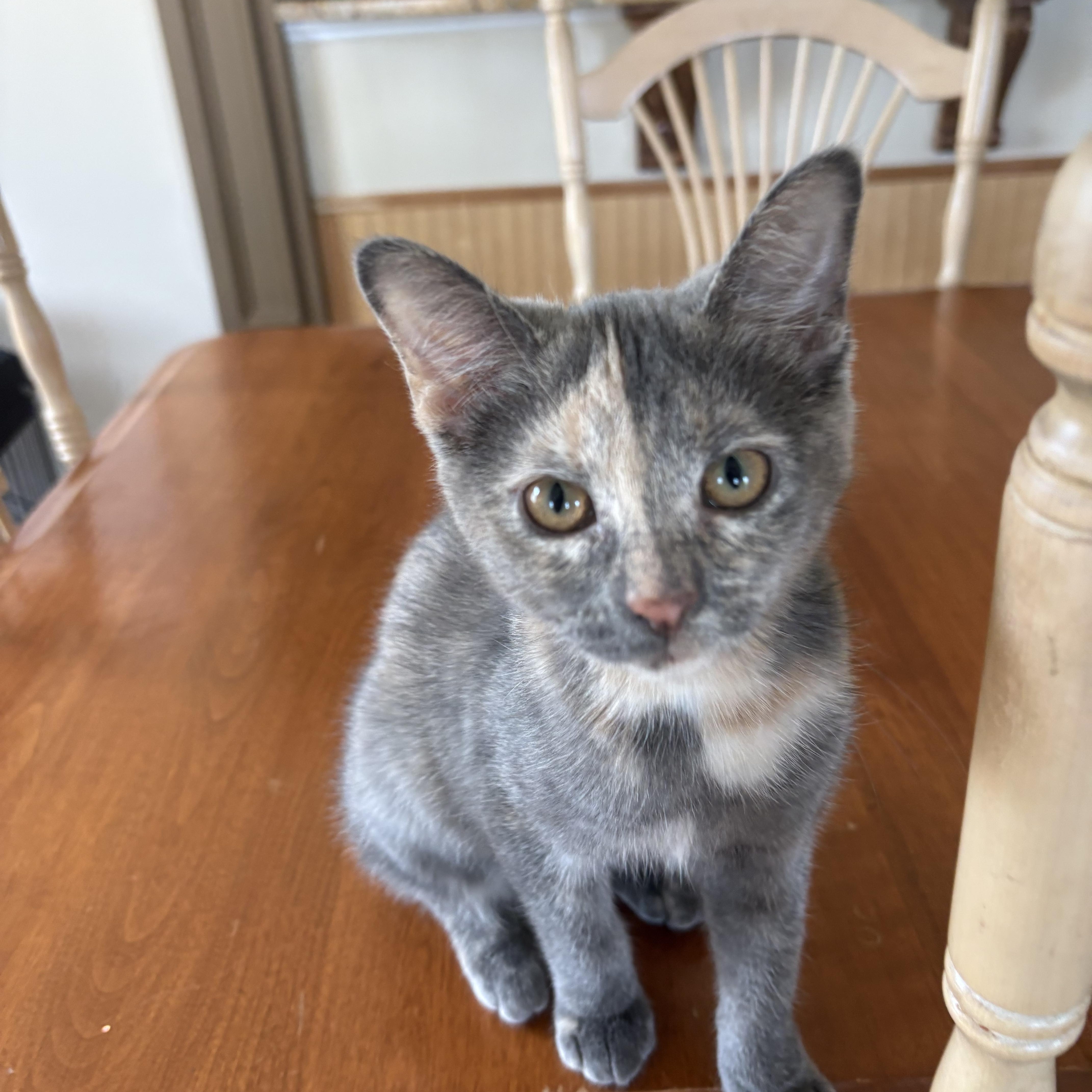 Enlarge Chanel, a Adoptable Domestic Short Hair in Lindenhurst, NY image 2/6