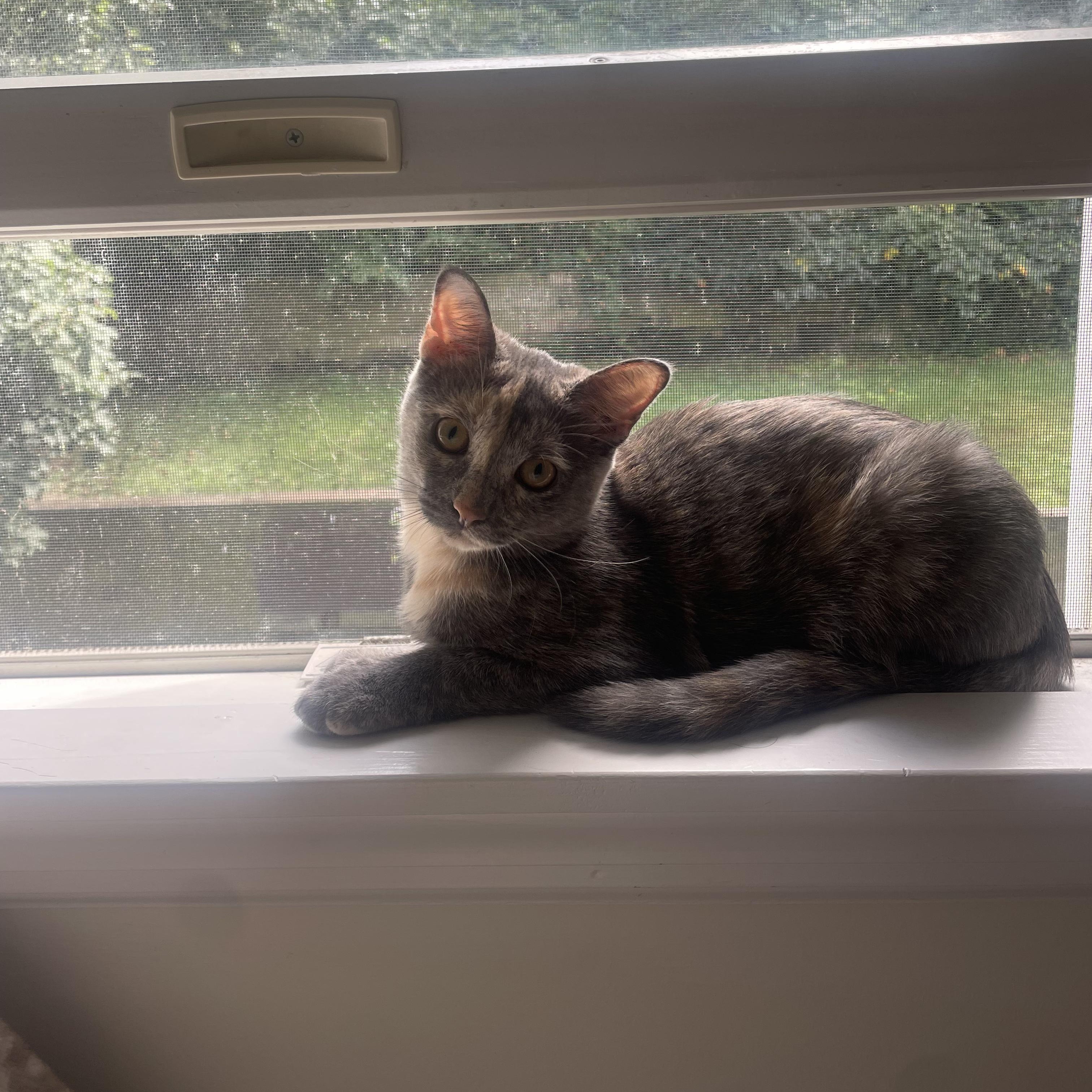 Enlarge Chanel, a Adoptable Domestic Short Hair in Lindenhurst, NY image 3/6
