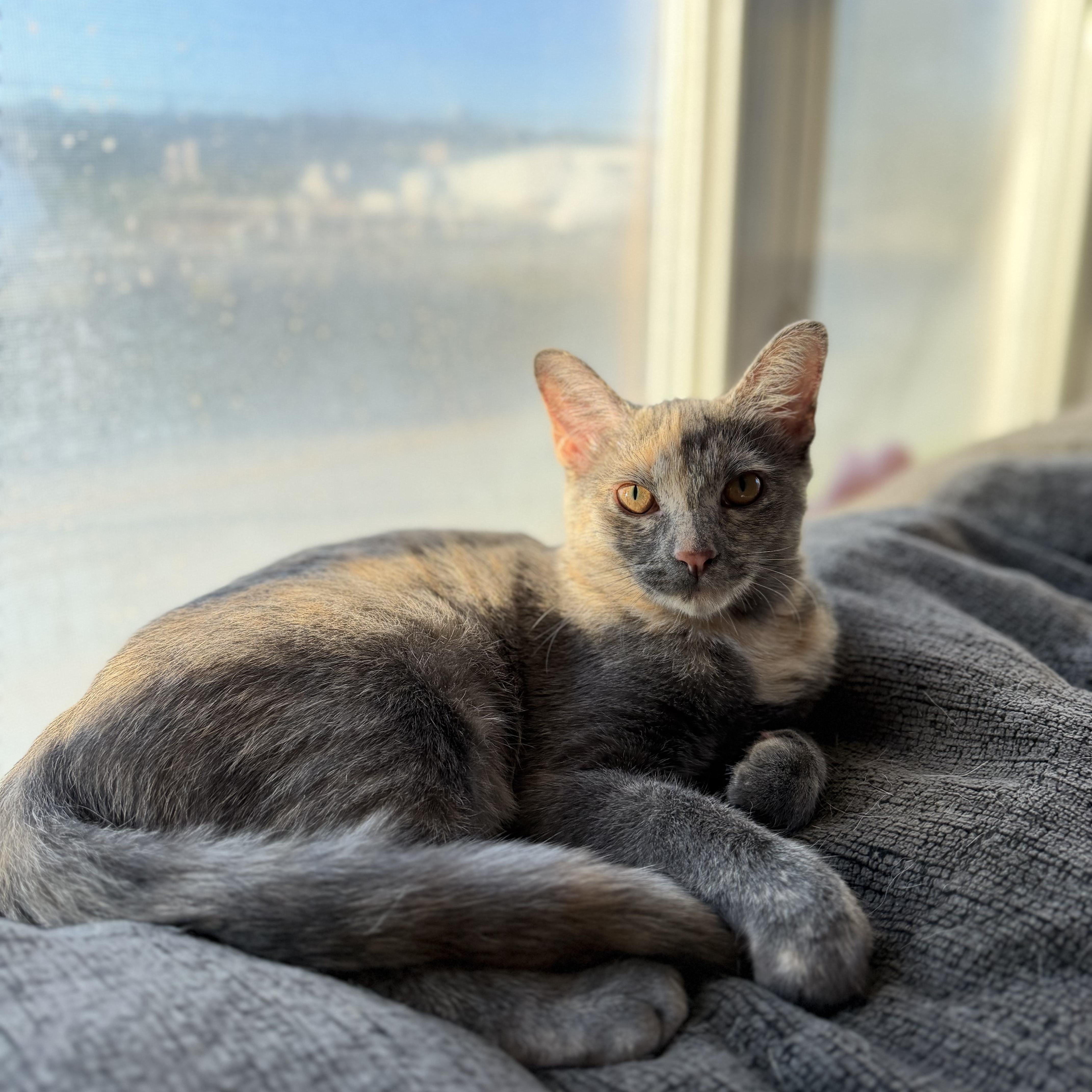 Chanel, Adoptable, Kitten Female Domestic Short Hair.