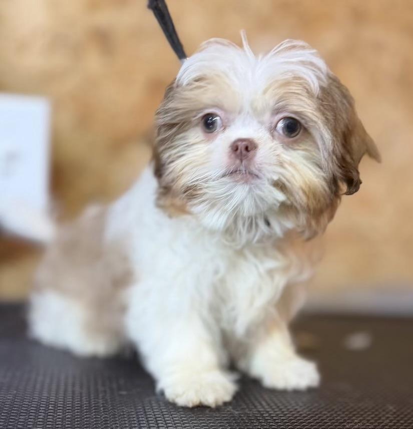Enlarge Cannoli, an adopted Shih Tzu in Overland Park, KS image 1/1