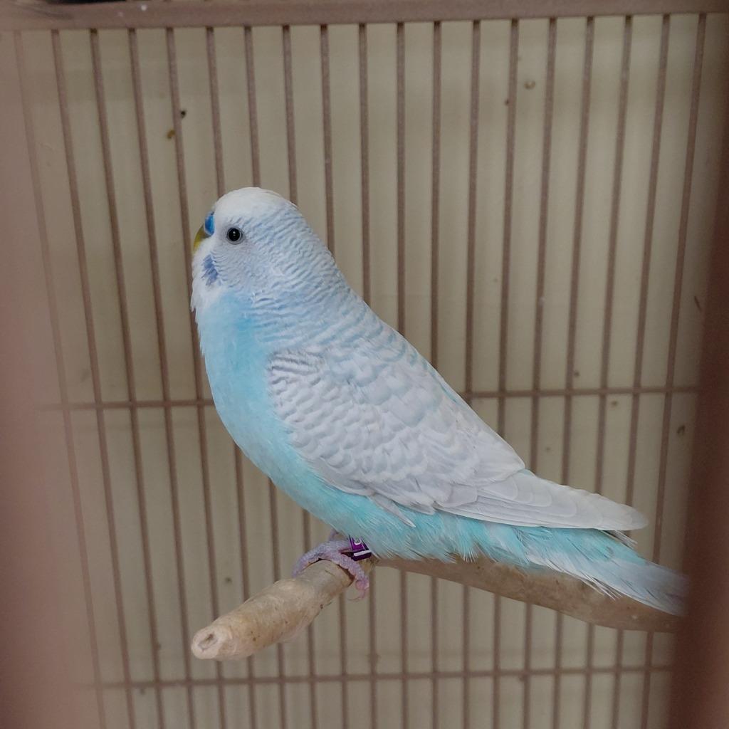 Enlarge 13, a Adoptable Parakeet (Other) in Cincinnati, OH image 1/1