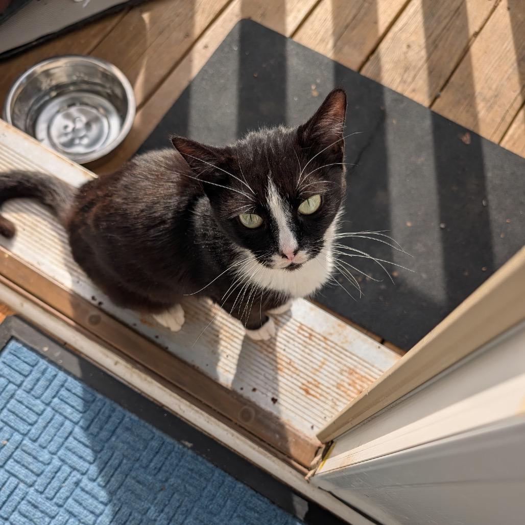 Enlarge Tweety, a Adoptable Domestic Short Hair in Harrisonburg, VA image 1/6