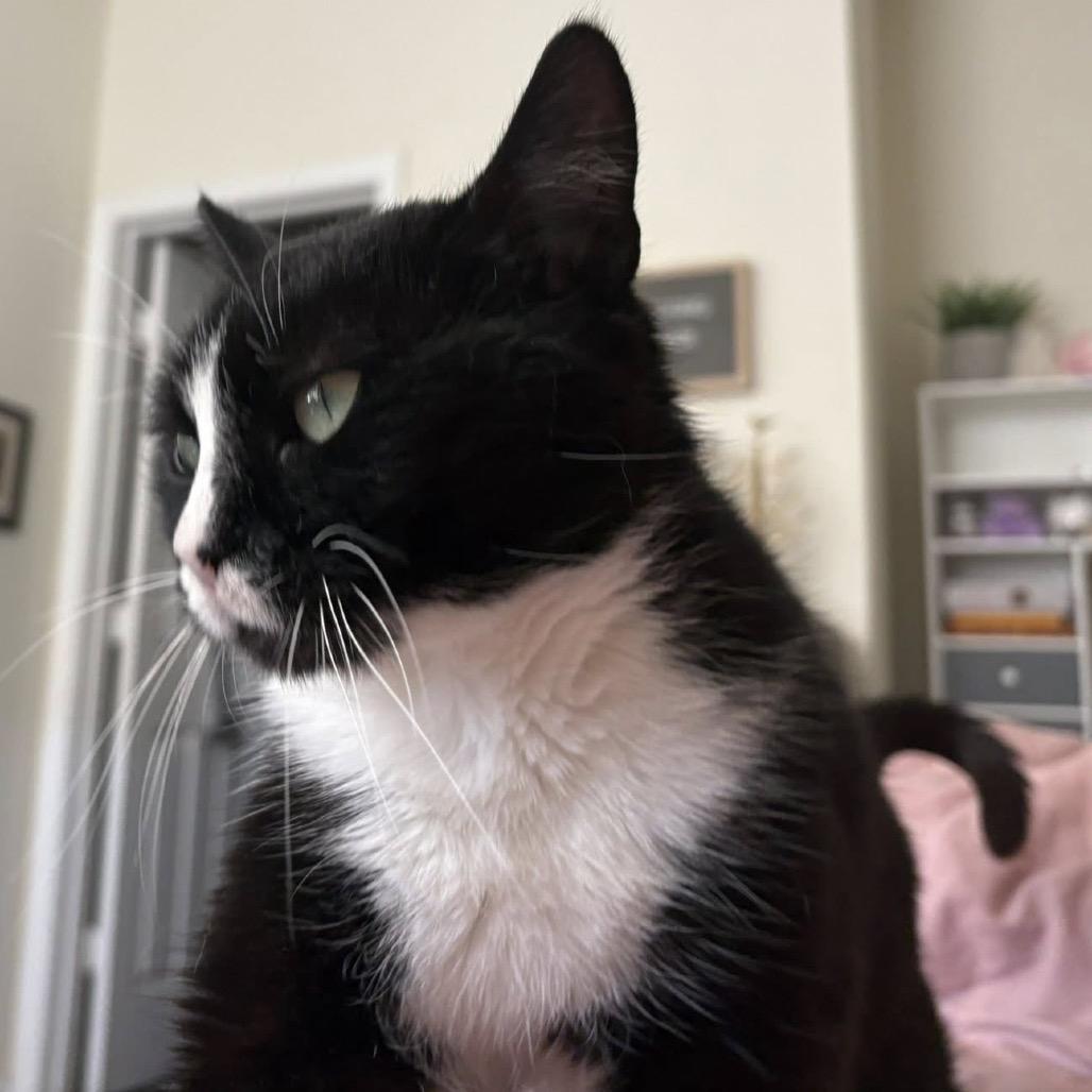 Enlarge Tweety, a Adoptable Domestic Short Hair in Harrisonburg, VA image 2/6