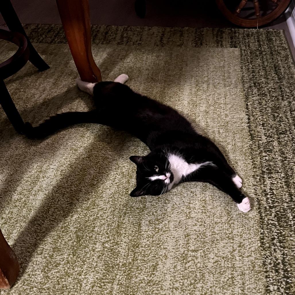 Enlarge Tweety, a Adoptable Domestic Short Hair in Harrisonburg, VA image 4/6