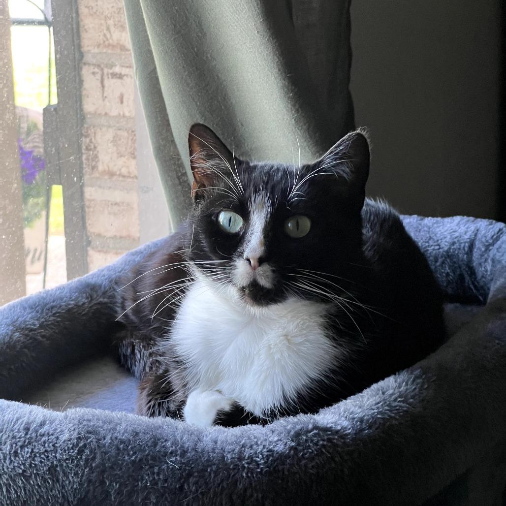 Enlarge Tweety, a Adoptable Domestic Short Hair in Harrisonburg, VA image 5/6
