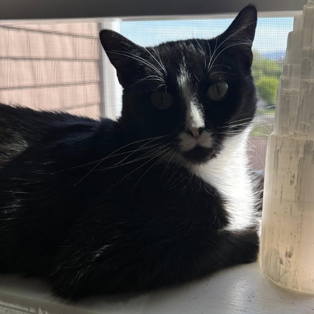 Enlarge Tweety, a Adoptable Domestic Short Hair in Harrisonburg, VA image 6/6