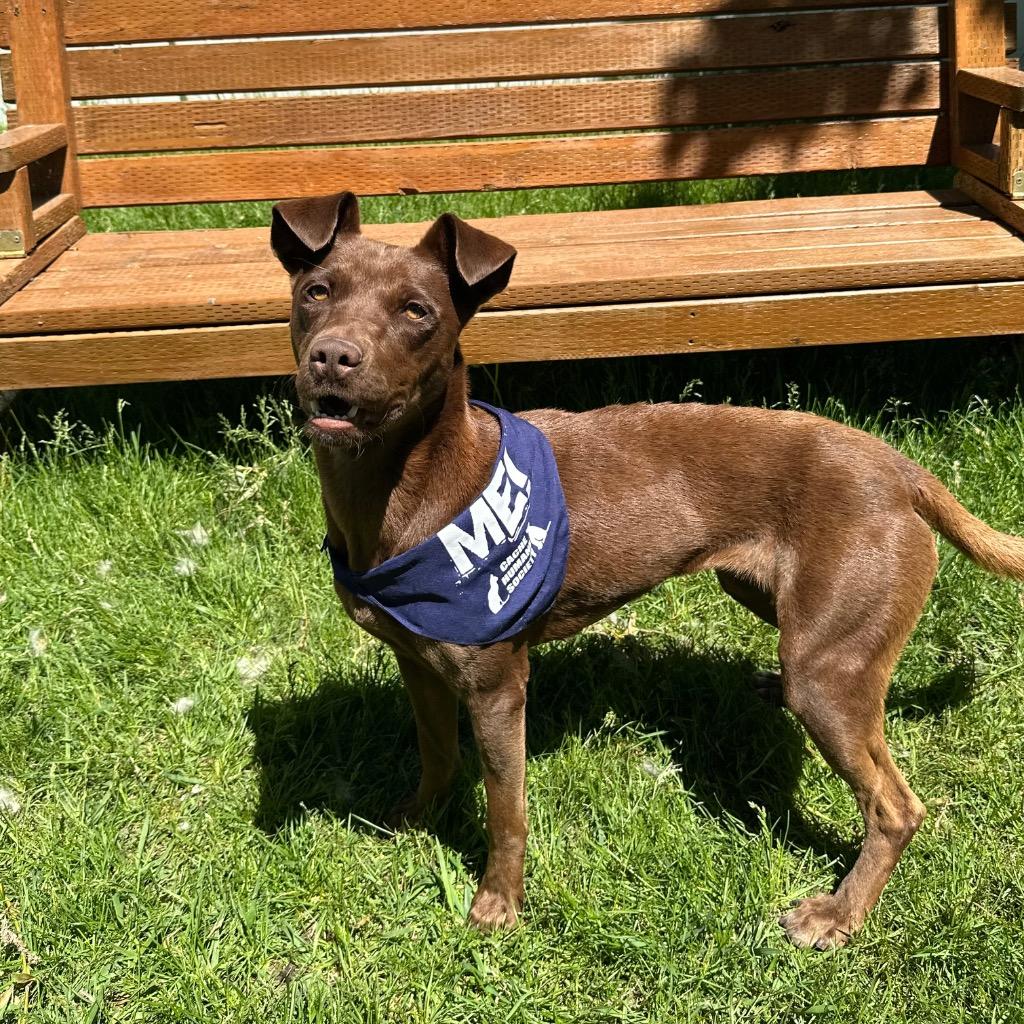 Cadbury, Adoptable, Young Female Labrador Retriever.