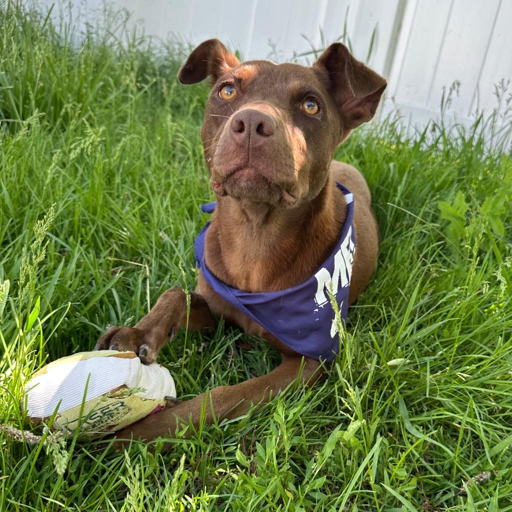 Enlarge Cadbury, a Adoptable mixed breed in Logan, UT image 2/2