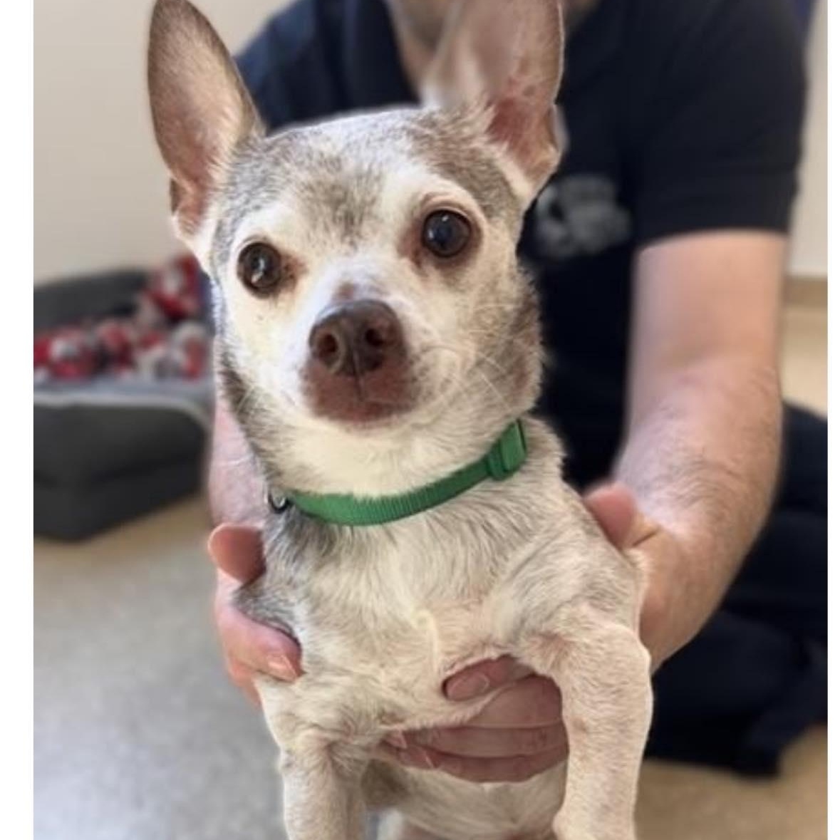 Sergio, adoptable, Senior Male Chihuahua.