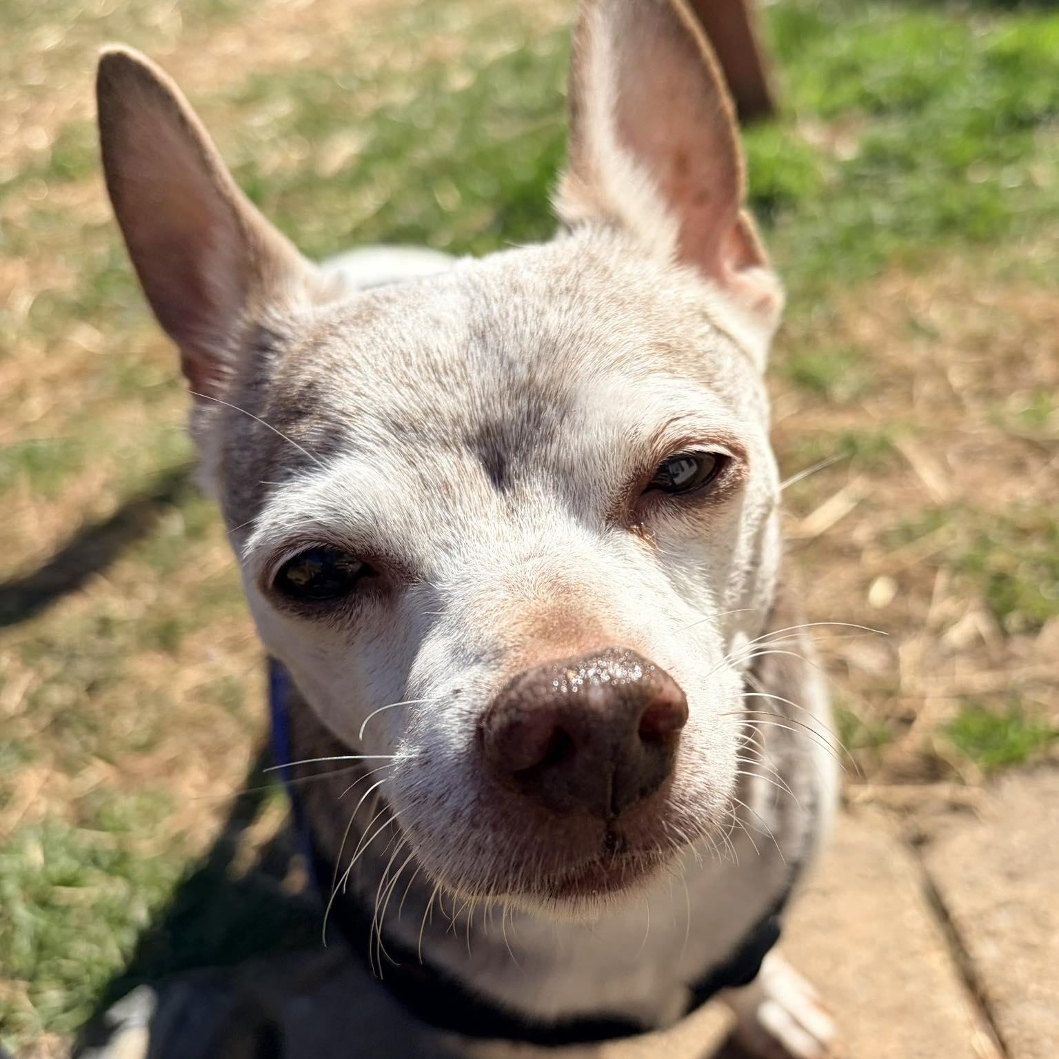 Enlarge Sergio, an adoptable Chihuahua in Rockville, MD image 3/5