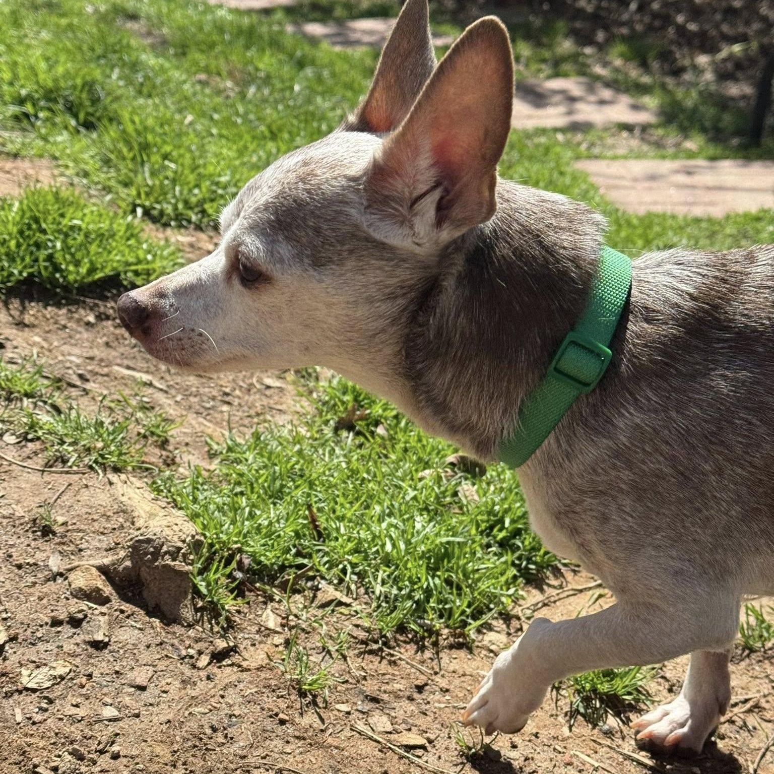 Enlarge Sergio, an adoptable Chihuahua in Rockville, MD image 4/5