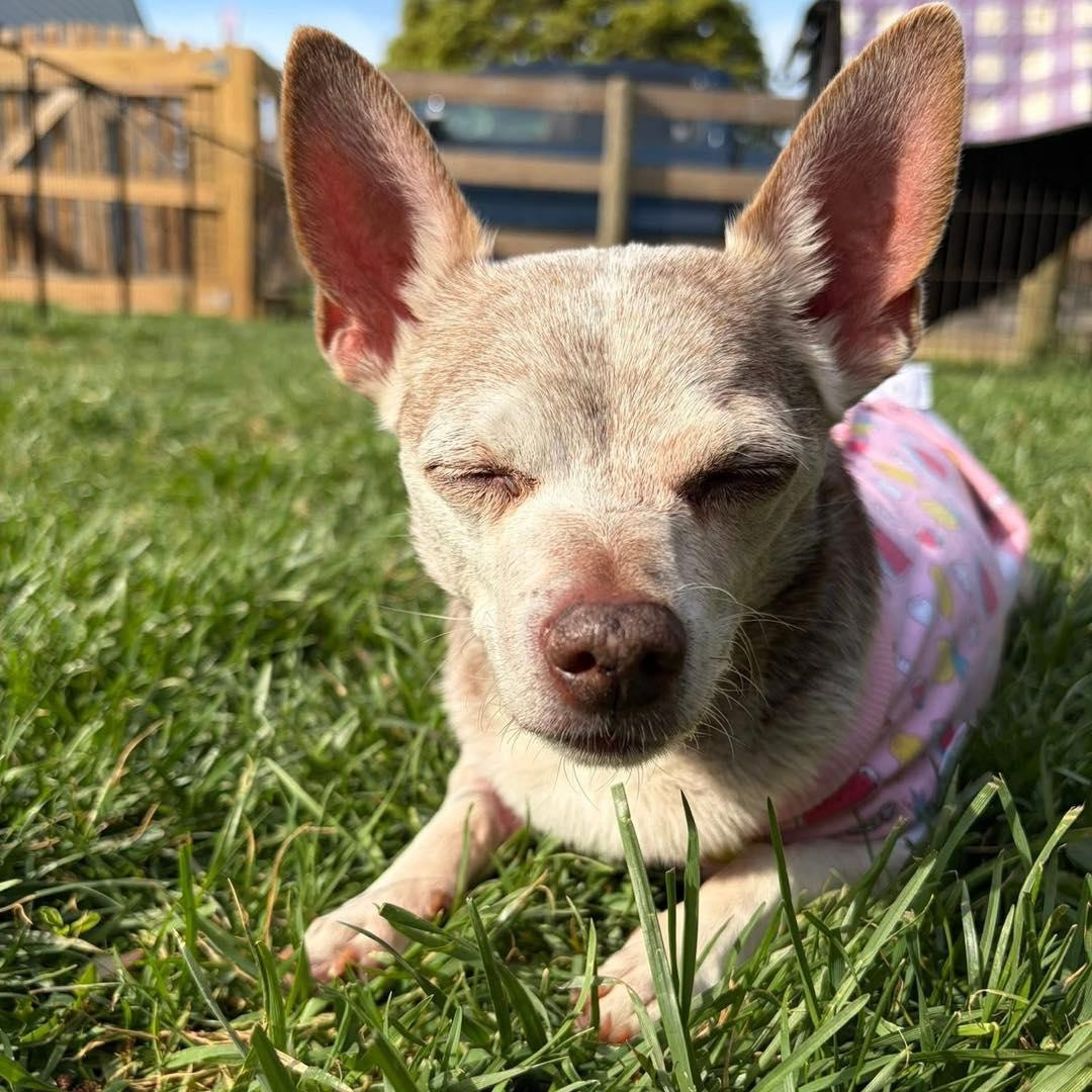 Enlarge Sergio, an adoptable Chihuahua in Rockville, MD image 5/5