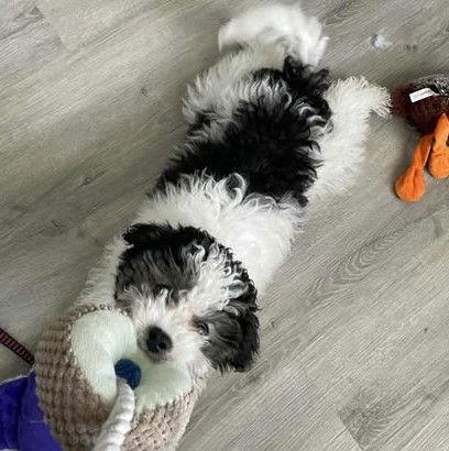 Enlarge Albert, a Adopted mixed breed in West Des Moines, IA image 1/1