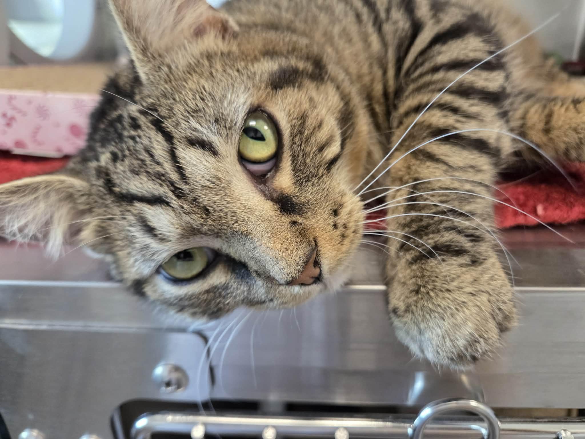 Slurpee, ADOPTABLE, Adult Male Domestic Short Hair.