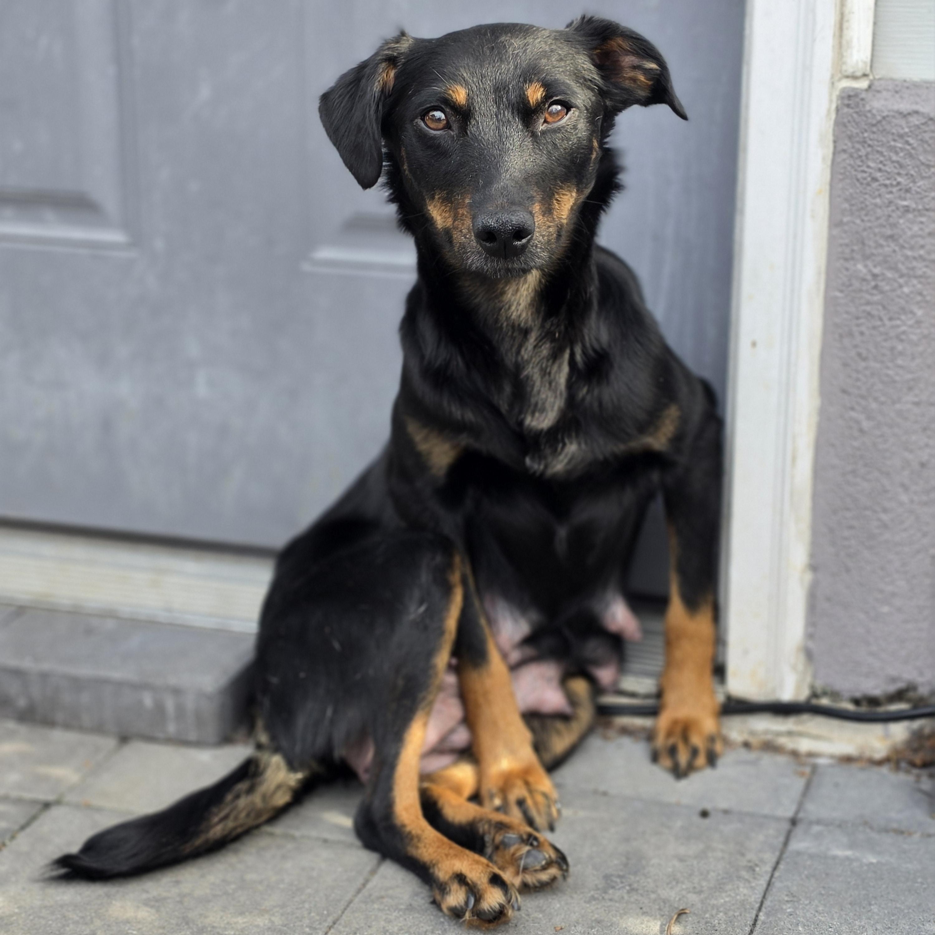 Enlarge Sable, a ADOPTABLE mixed breed in Blairstown, NJ image 3/5