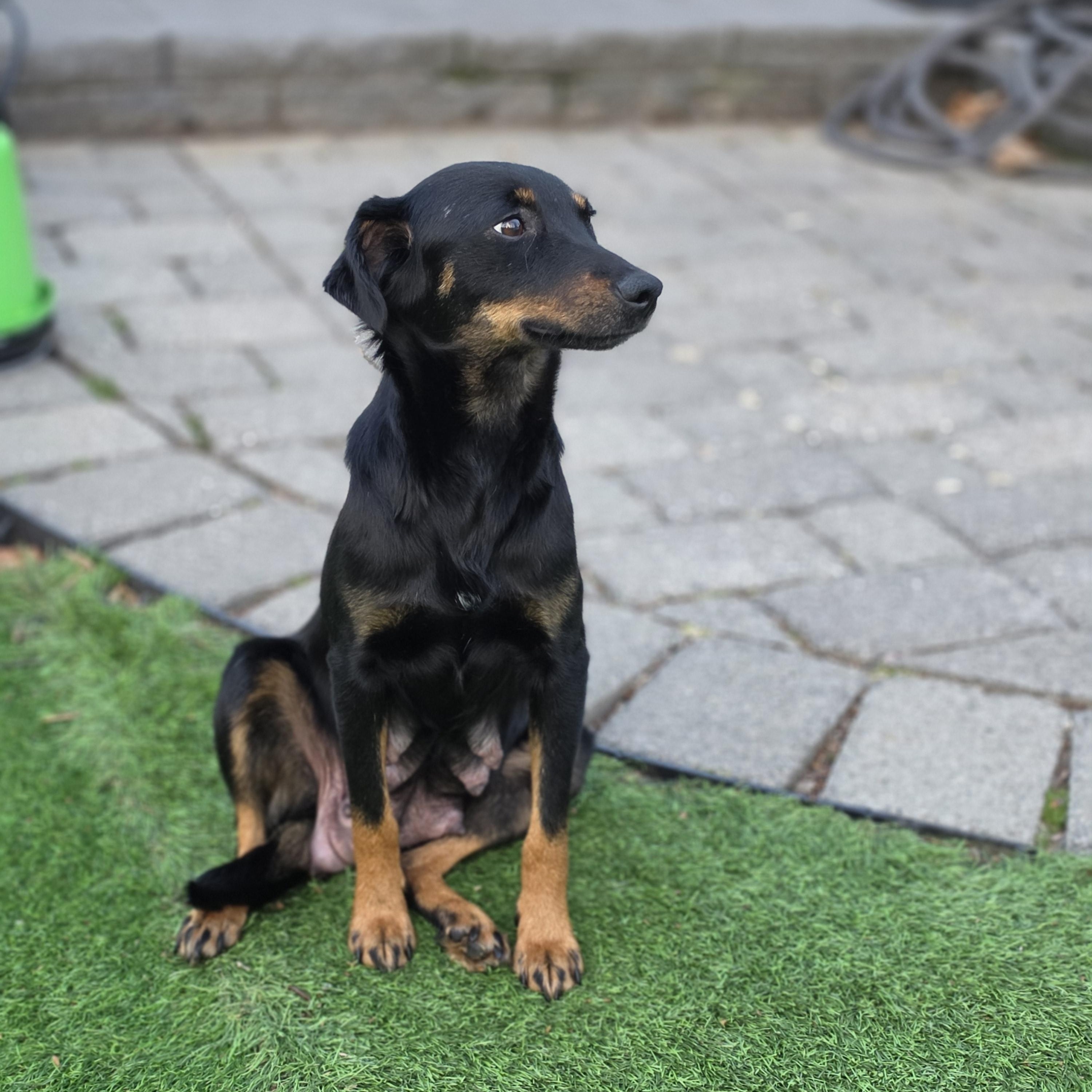 Enlarge Sable, a ADOPTABLE mixed breed in Blairstown, NJ image 5/5