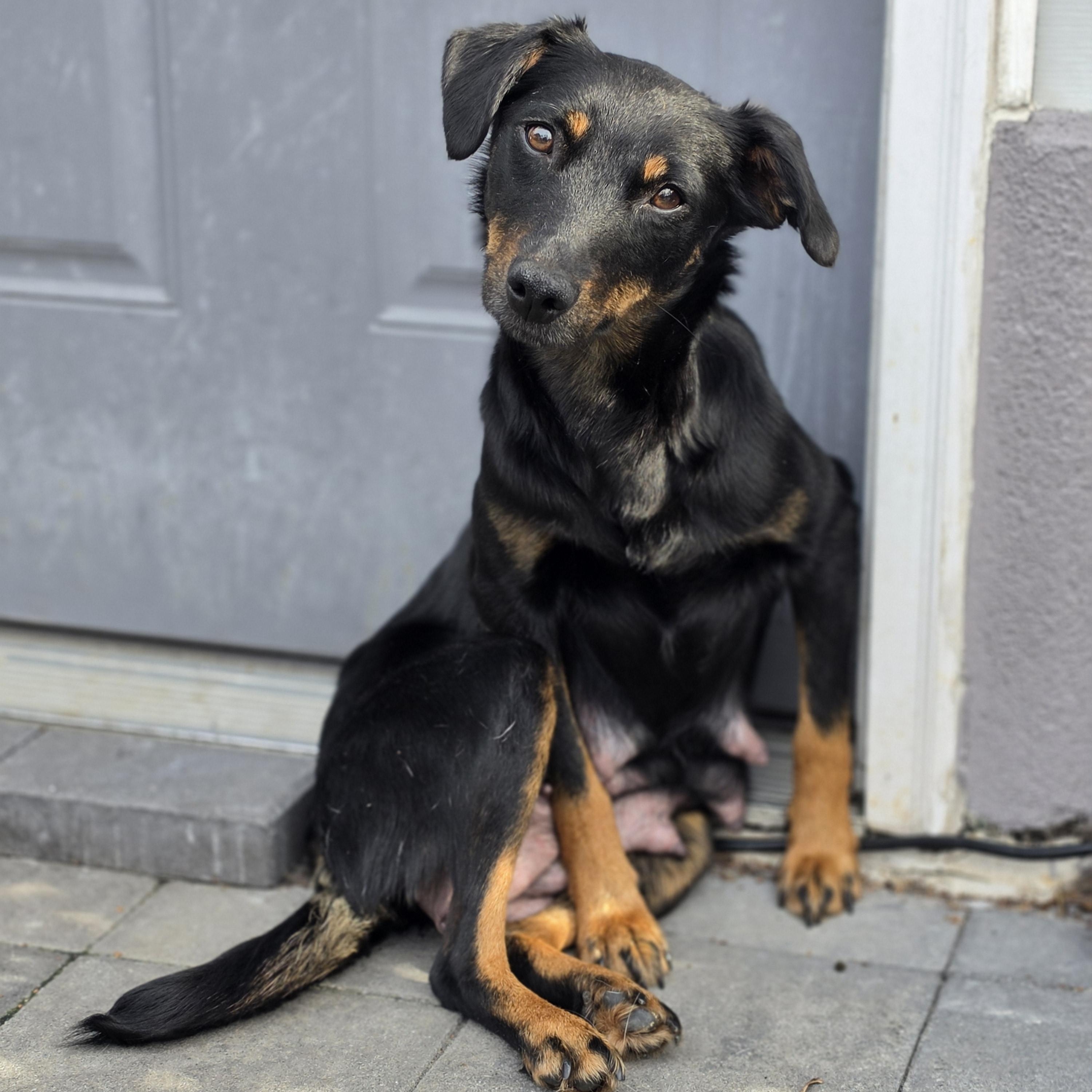 Enlarge Sable, a ADOPTABLE mixed breed in Blairstown, NJ image 4/5