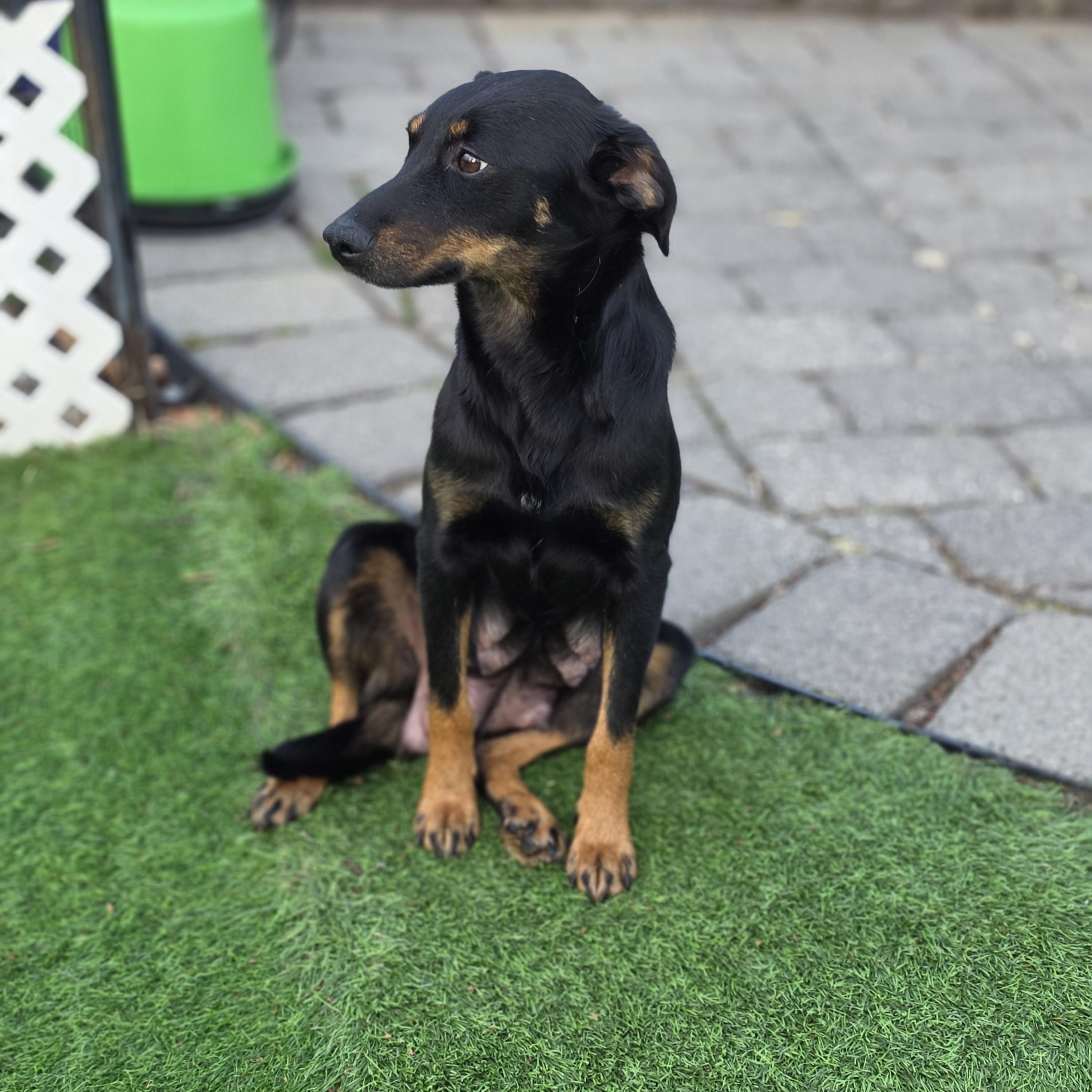 Enlarge Sable, a ADOPTABLE mixed breed in Blairstown, NJ image 2/5