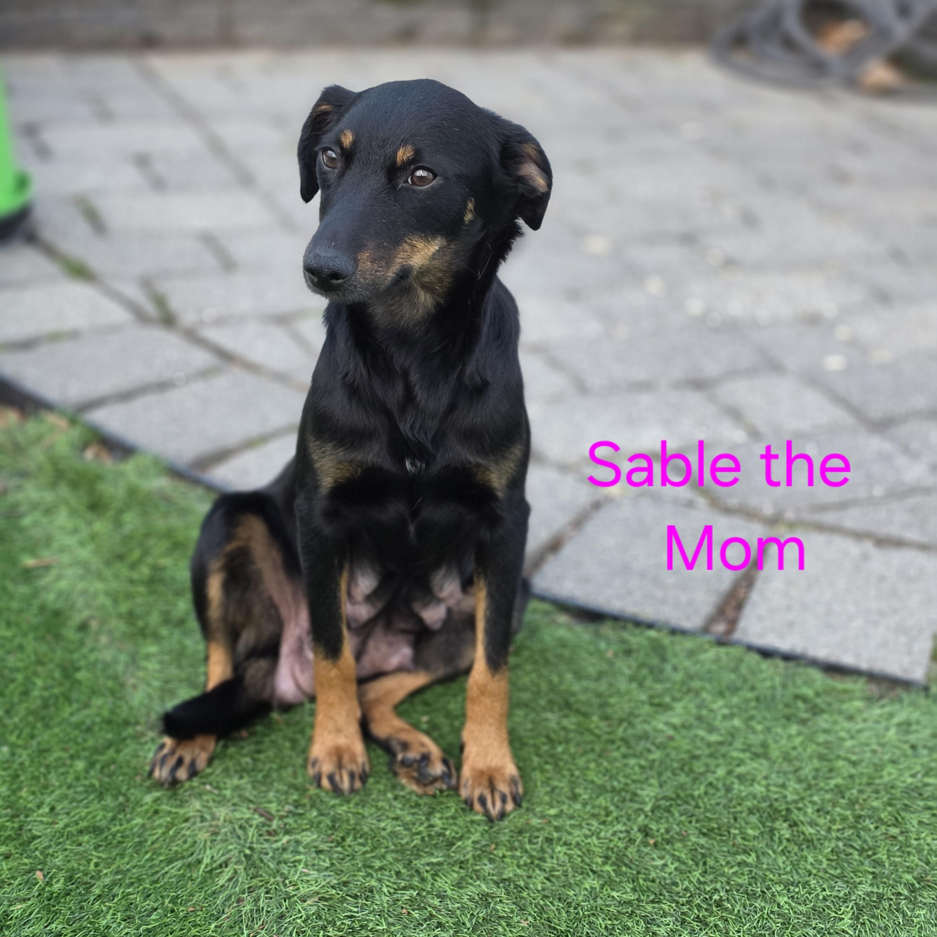 Enlarge Sable, a ADOPTABLE mixed breed in Blairstown, NJ image 1/5