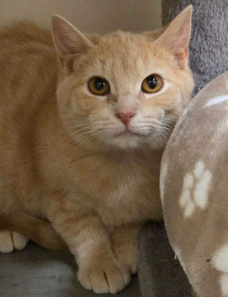 Starbies, Adoptable, Kitten Male Domestic Short Hair.