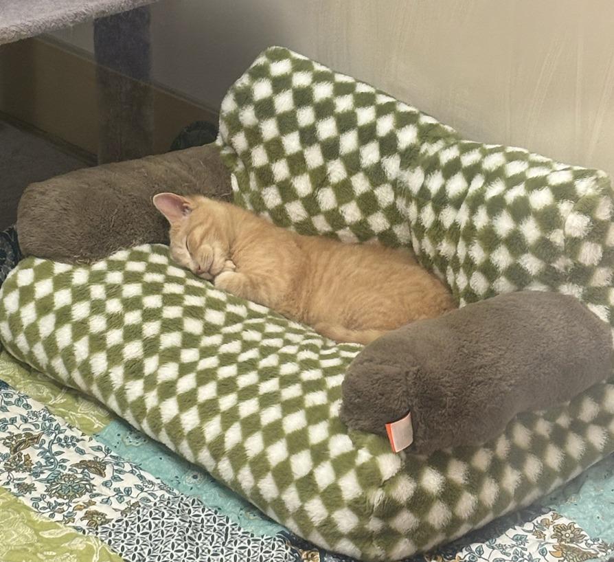 Enlarge Starbies, a Adoptable mixed breed in Liverpool, NY image 2/2