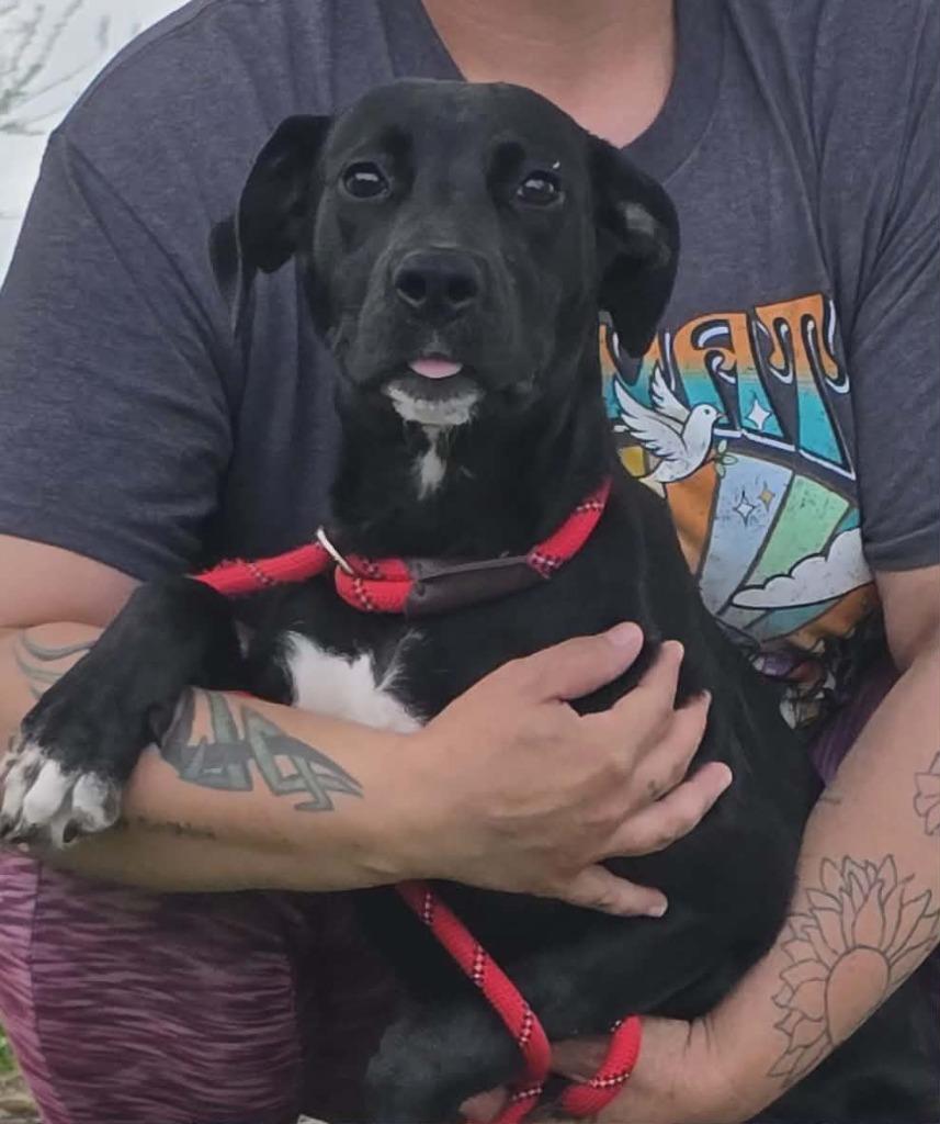 Enlarge Charolette, a Adoptable Mixed Breed in Hillsdale, IN image 1/1