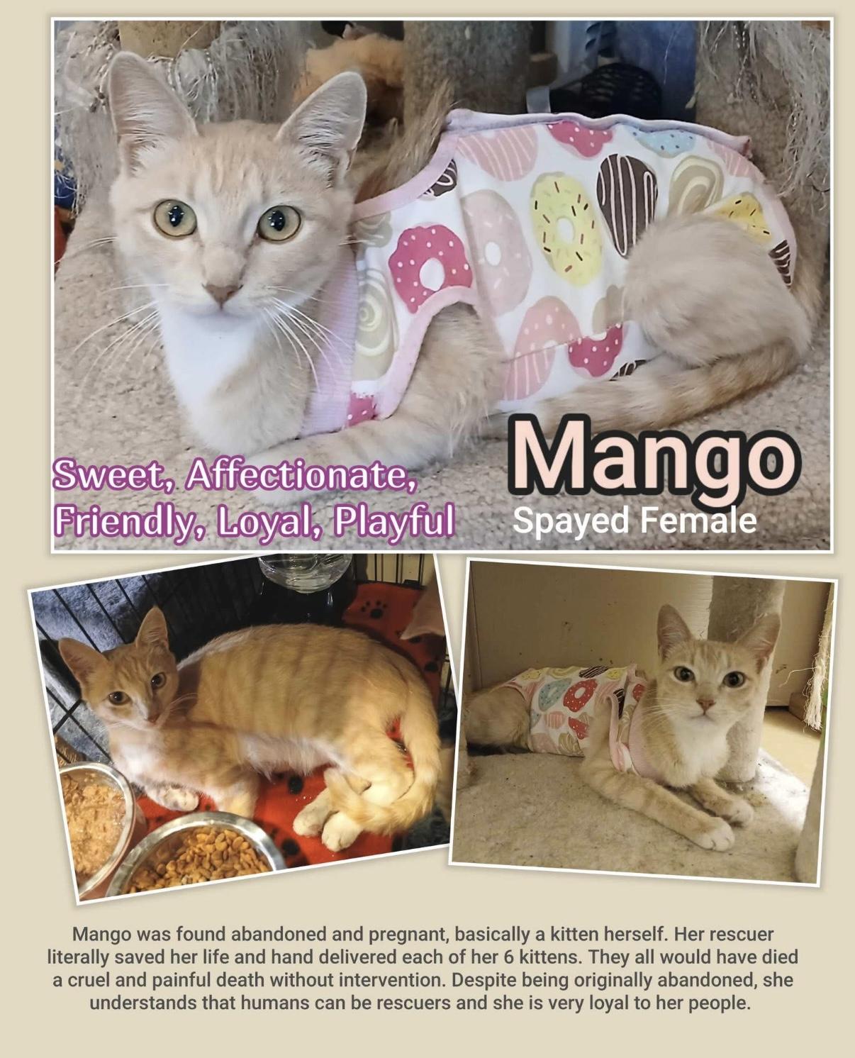 Mango, Adoptable, Young Female Domestic Short Hair.