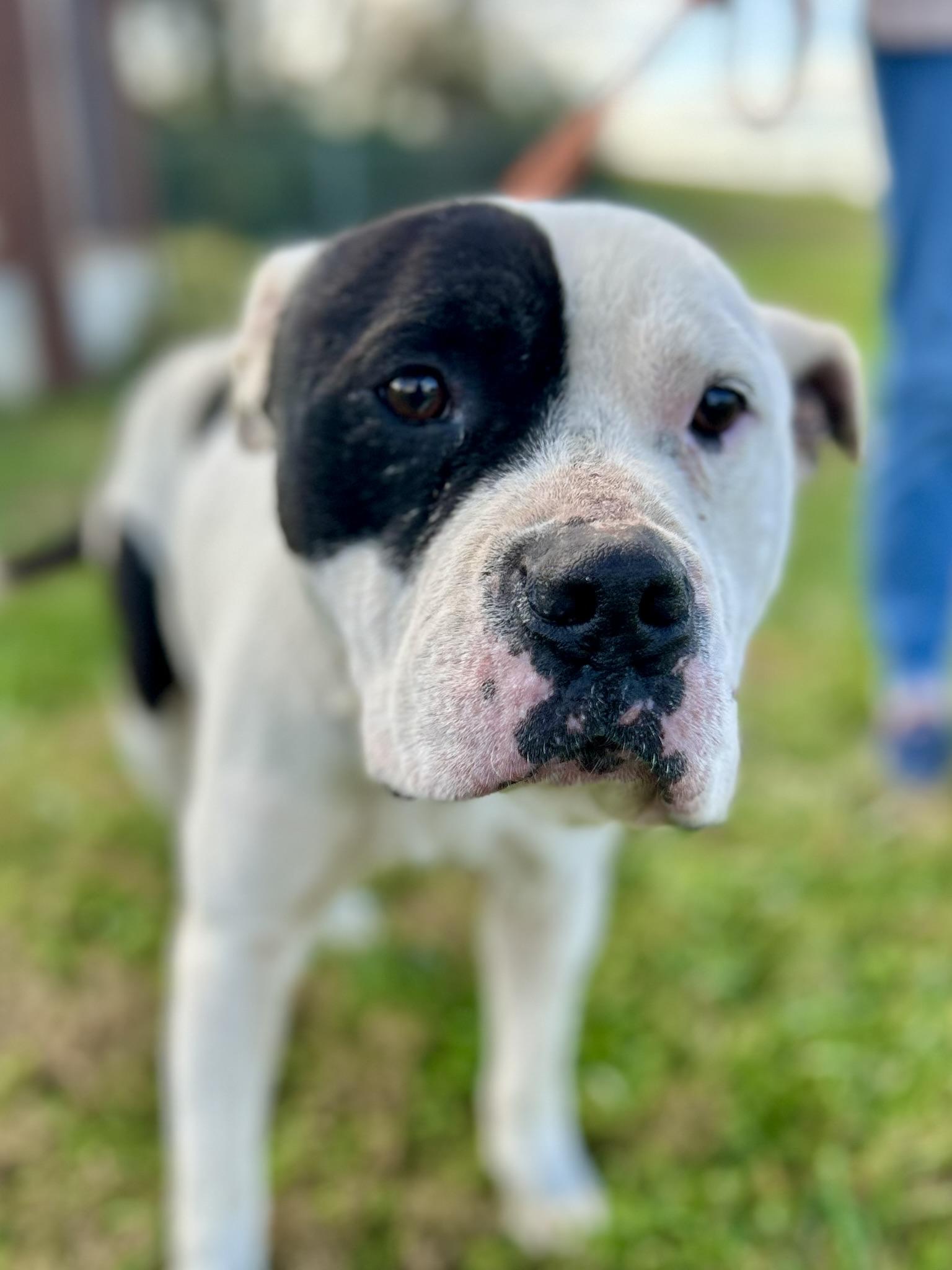 Howie, Adoptable, Adult Male Mixed Breed.