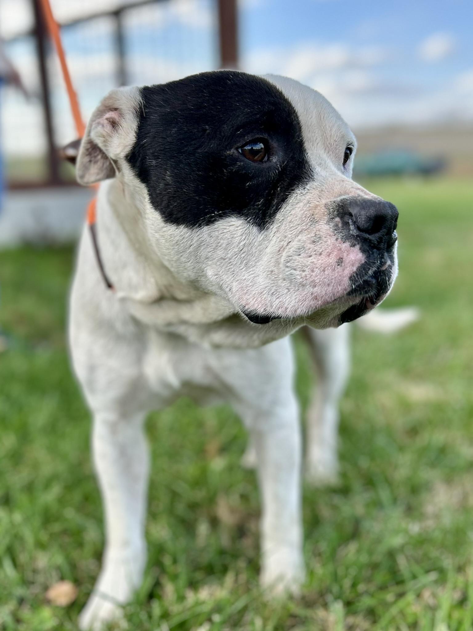 Howie, a Adoptable Mixed Breed in Franklin, KY image 3/6