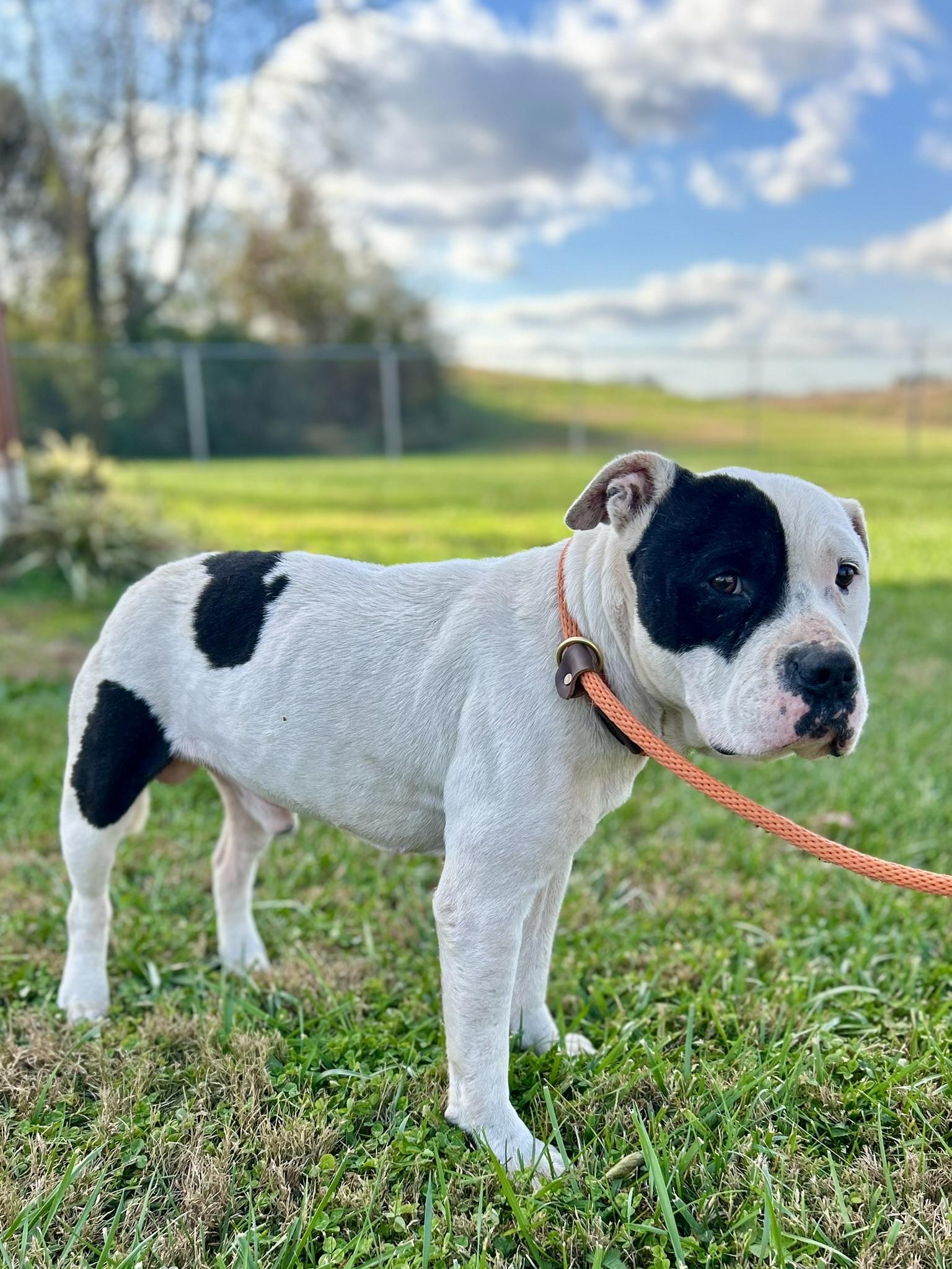 Howie, a Adoptable Mixed Breed in Franklin, KY image 5/6