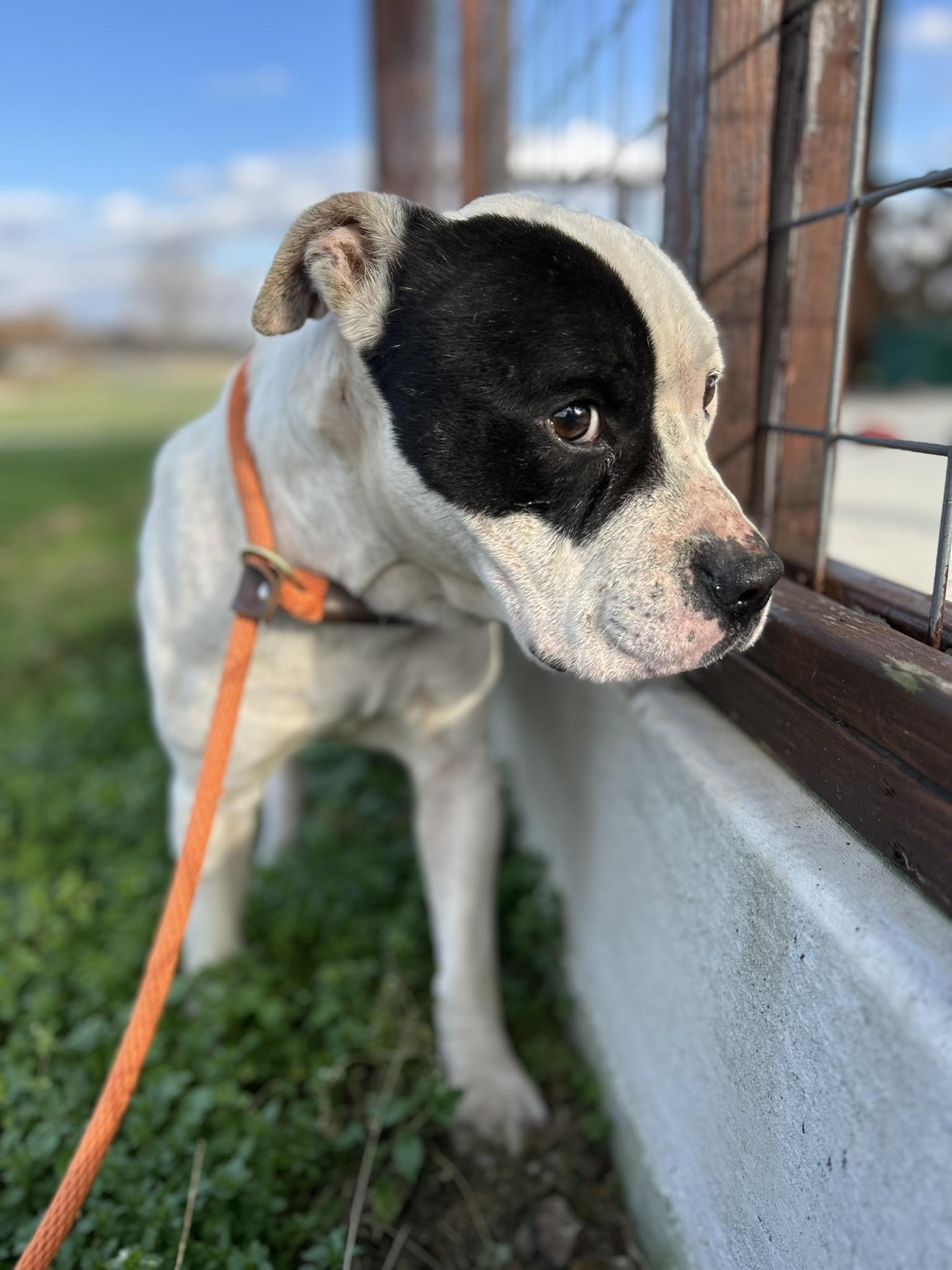 Howie, a Adoptable Mixed Breed in Franklin, KY image 6/6
