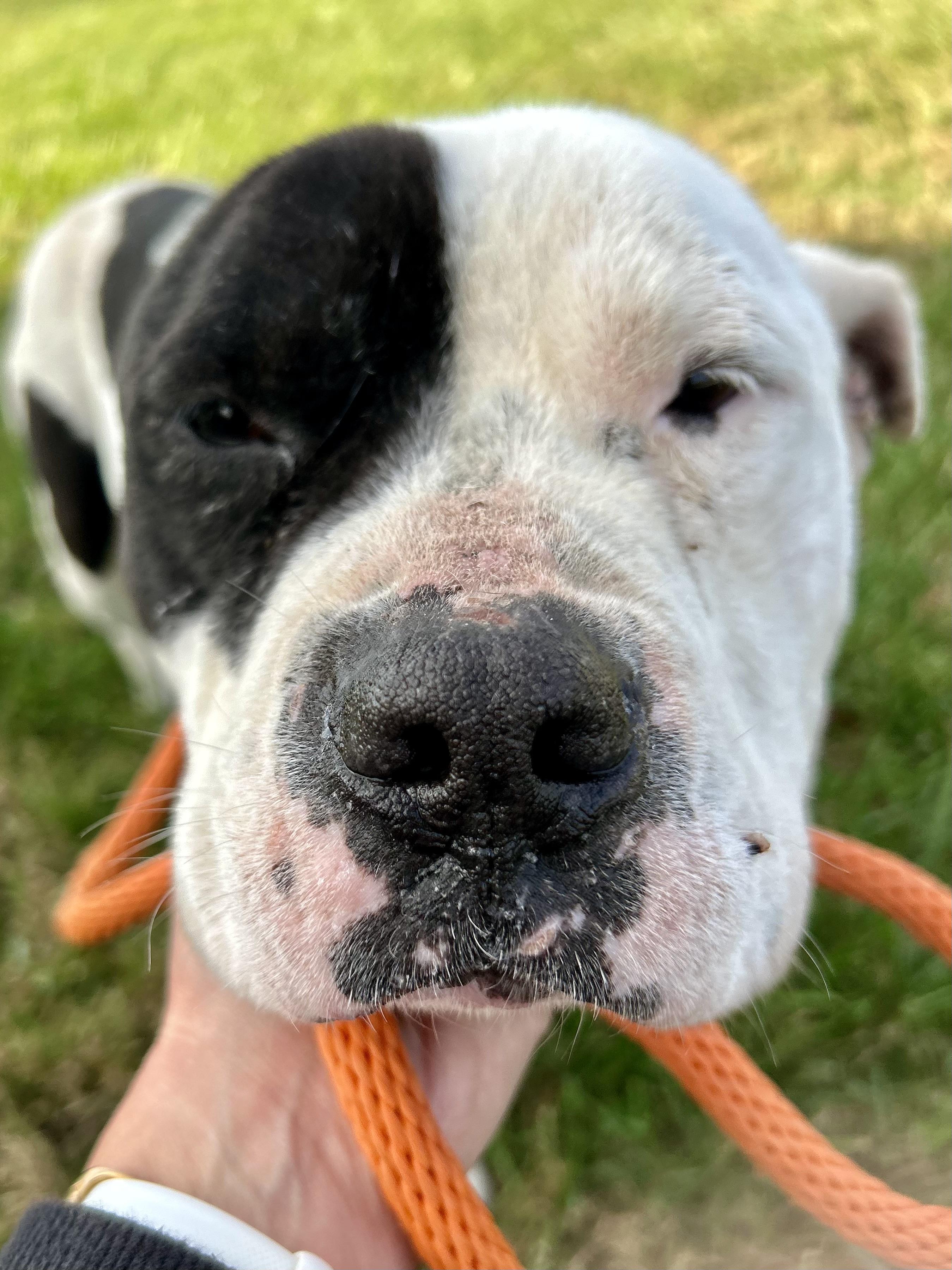 Howie, a Adoptable Mixed Breed in Franklin, KY image 2/6