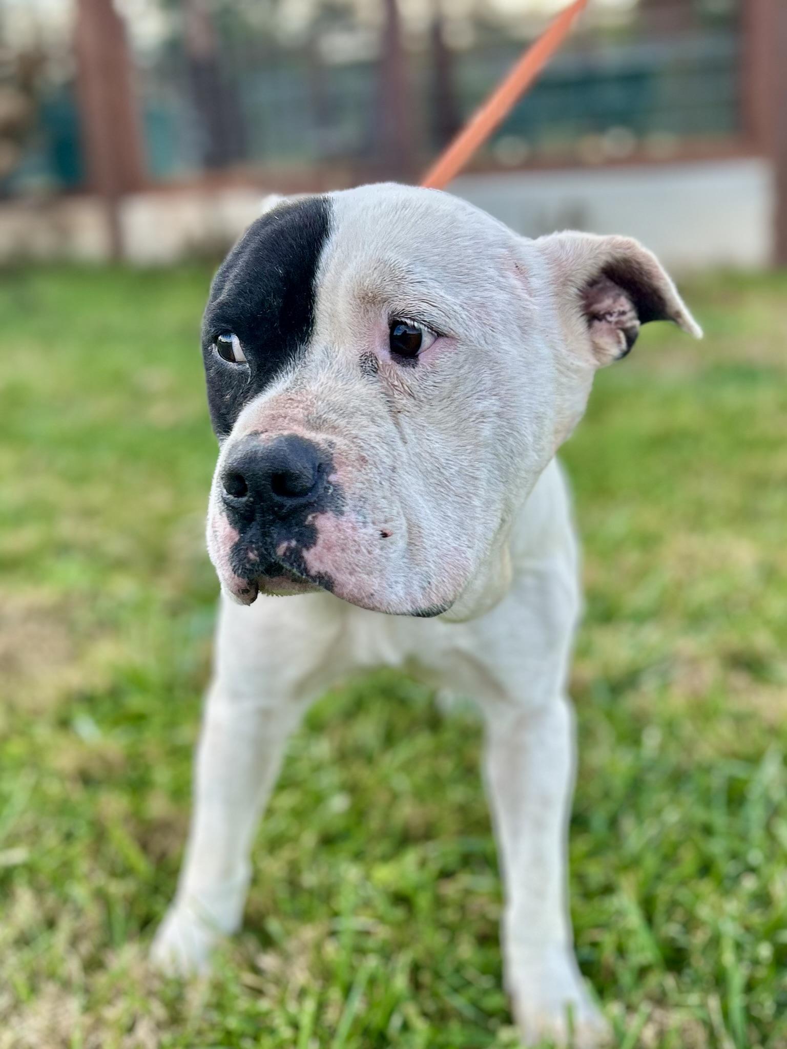 Howie, a Adoptable Mixed Breed in Franklin, KY image 4/6