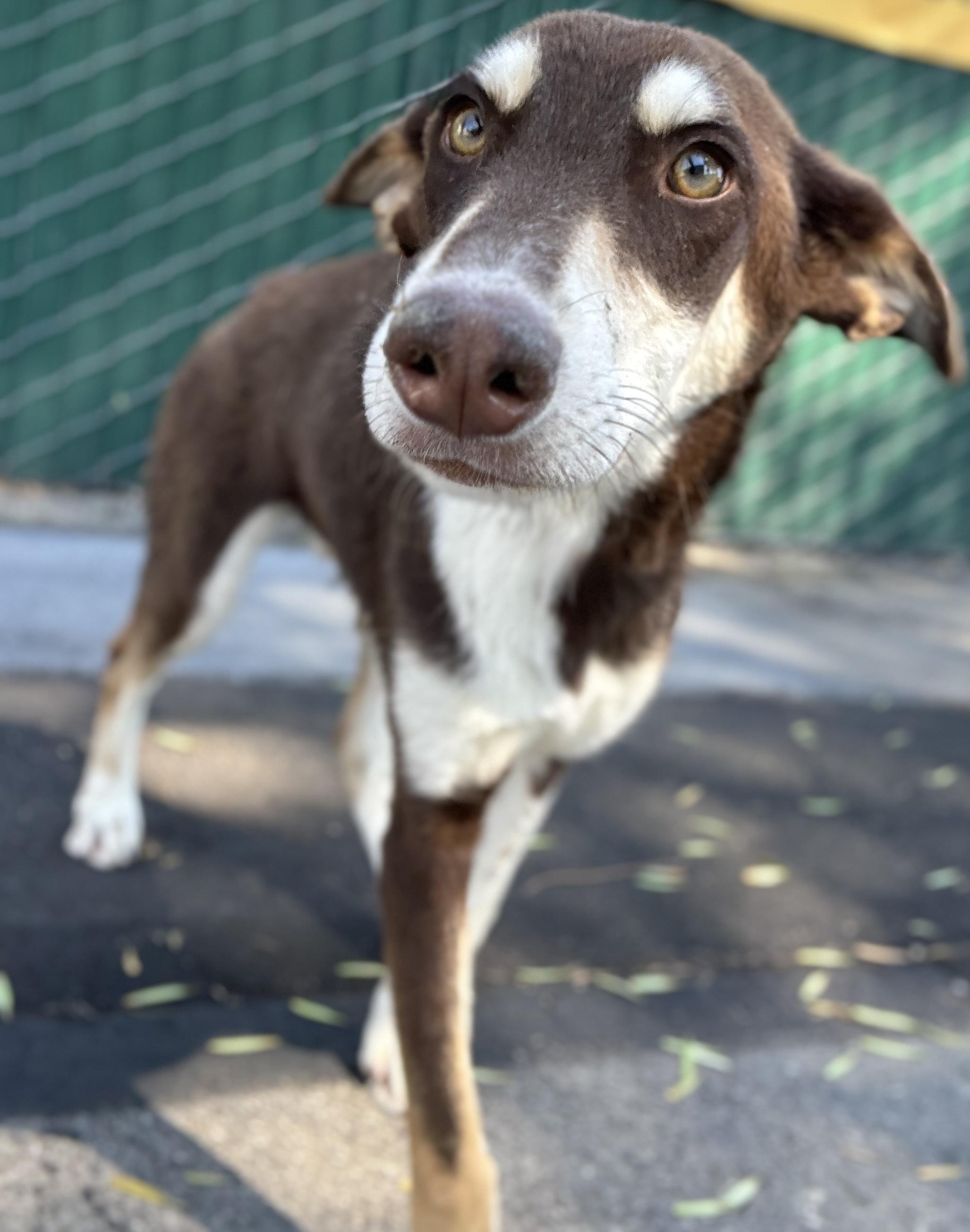 Glen, a ADOPTABLE mixed breed in San Pedro, CA image 5/6
