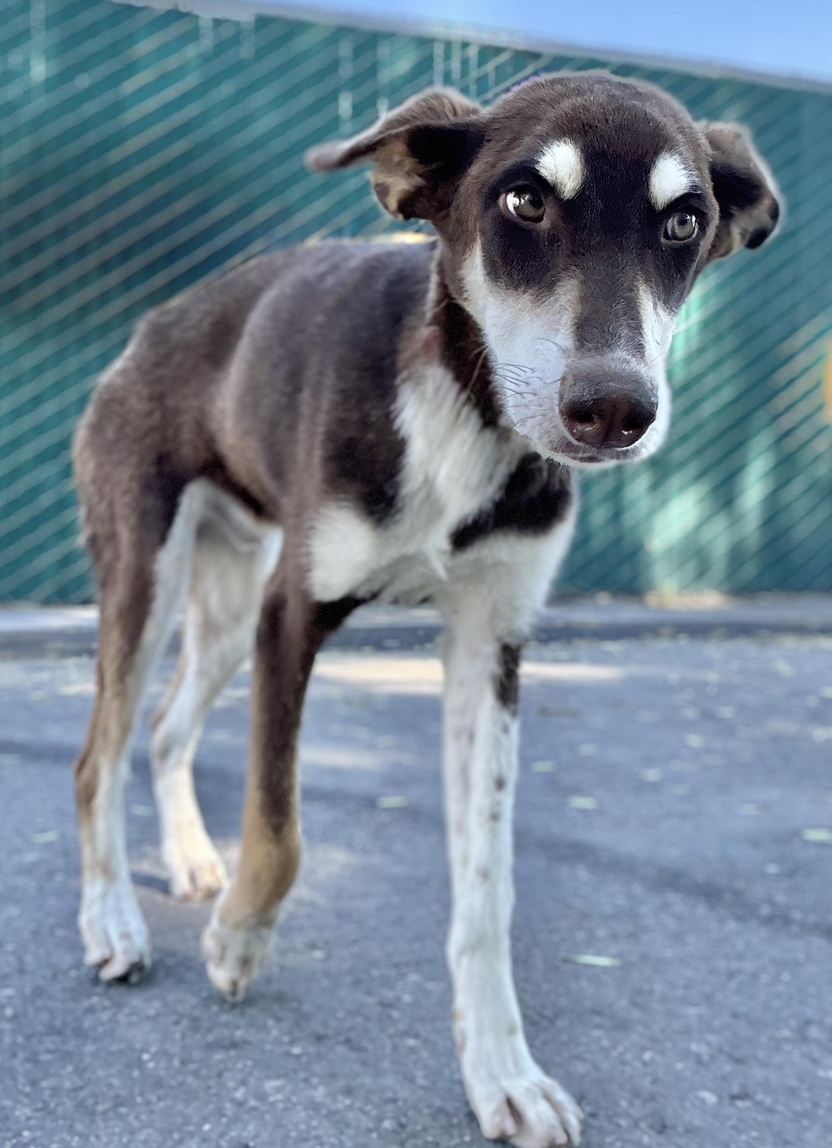 Glen, a ADOPTABLE mixed breed in San Pedro, CA image 6/6