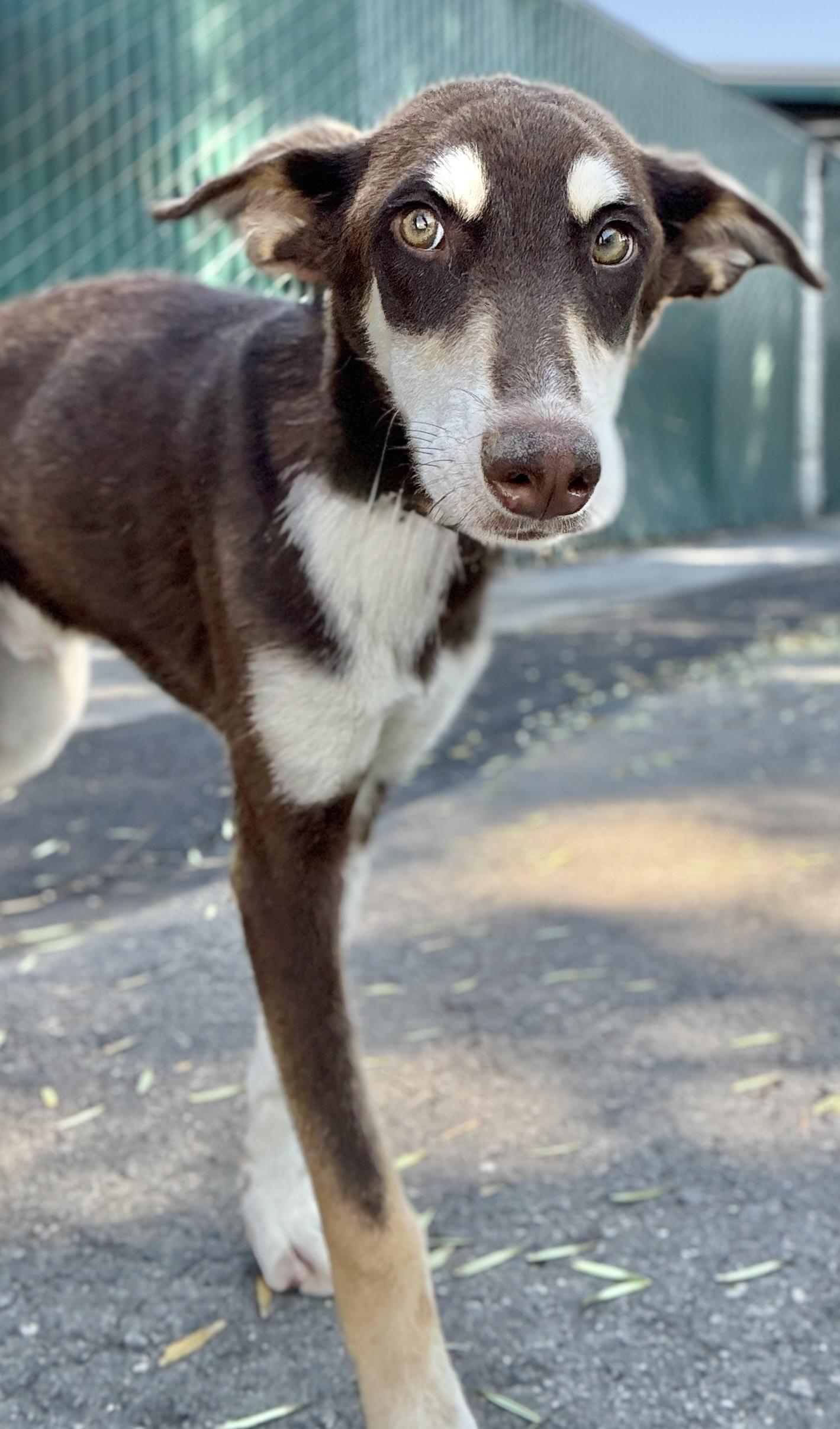 Glen, a ADOPTABLE mixed breed in San Pedro, CA image 4/6