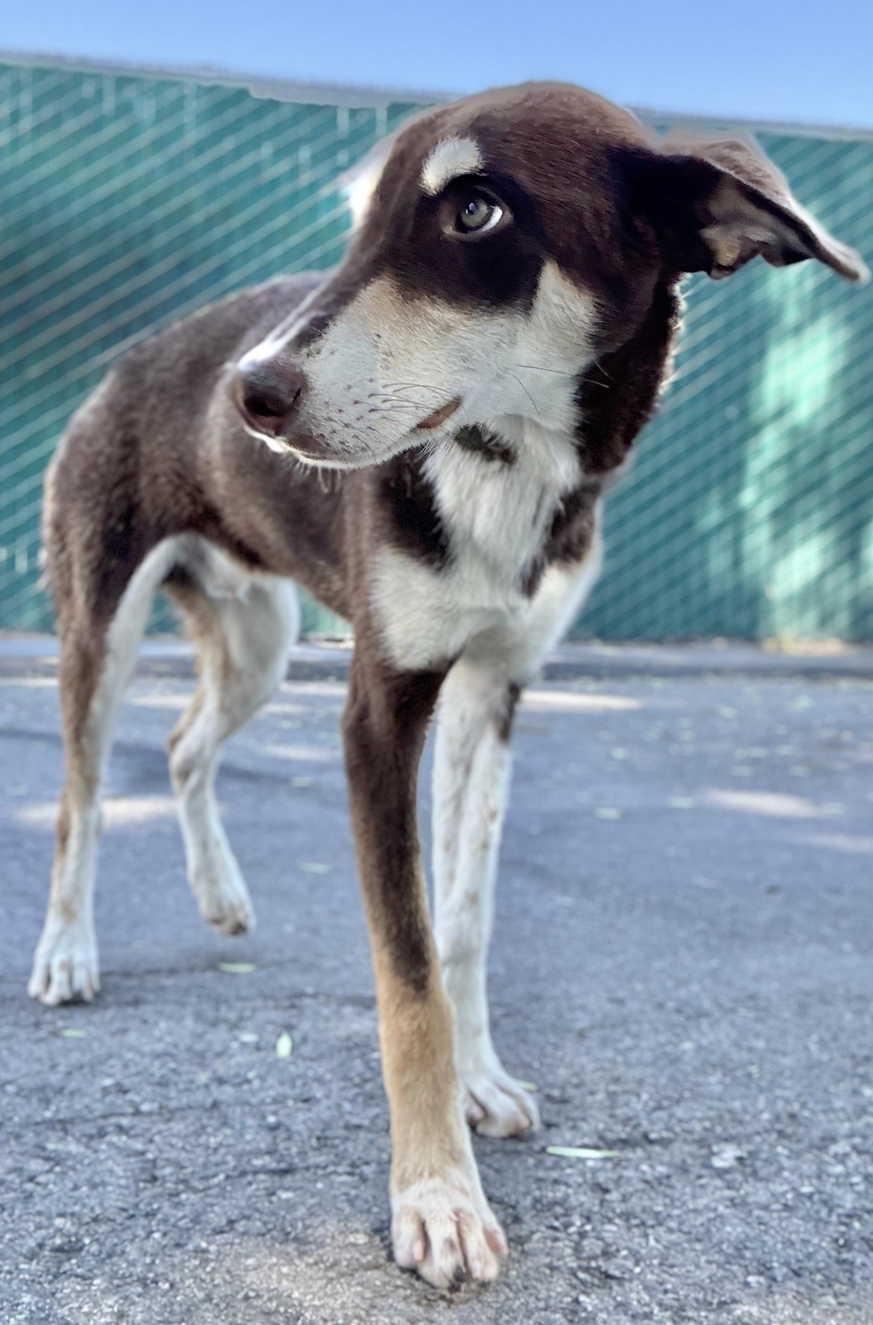 Glen, a ADOPTABLE mixed breed in San Pedro, CA image 3/6