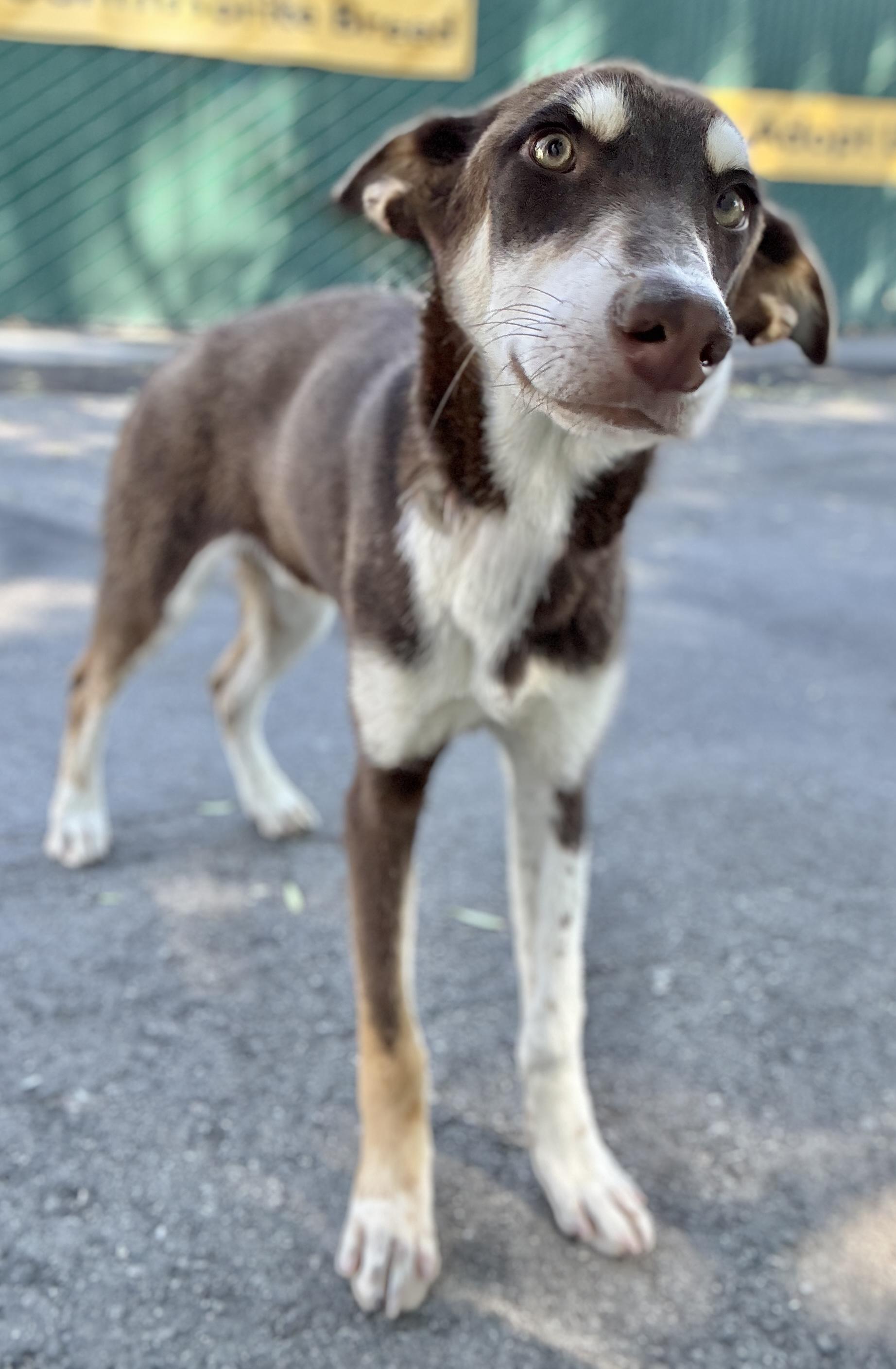 Glen, a ADOPTABLE mixed breed in San Pedro, CA image 2/6